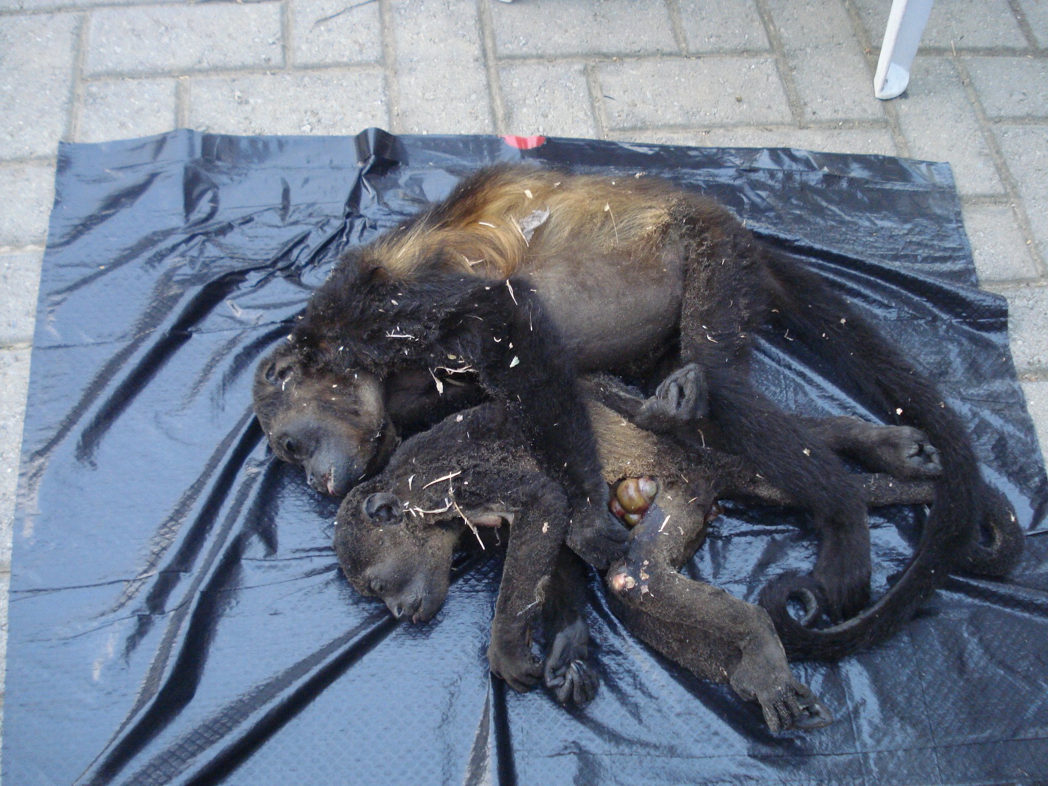Help Protect Costa Rica's Monkeys - SalveMonos Playa Hermosa campaign photo, 5 of 8