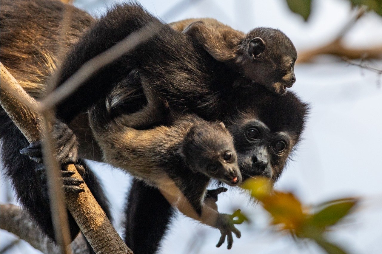 Help Protect Costa Rica's Monkeys - SalveMonos Playa Hermosa campaign photo, 6 of 8