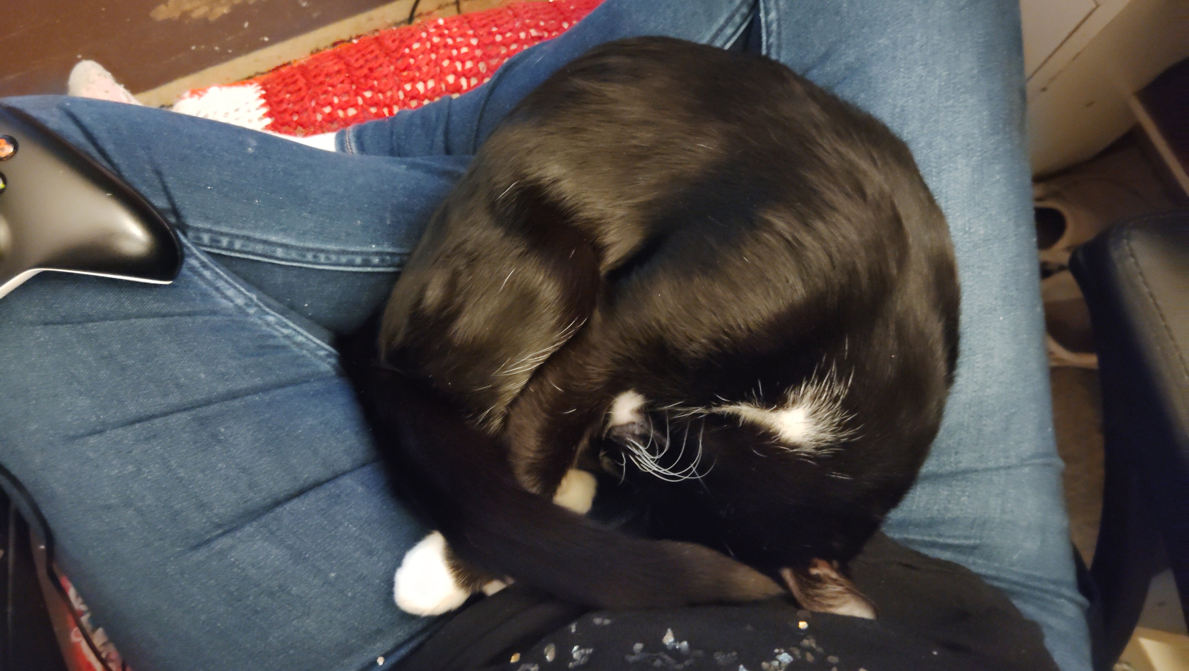 Help Fritz Recover After Emergency Surgery photo