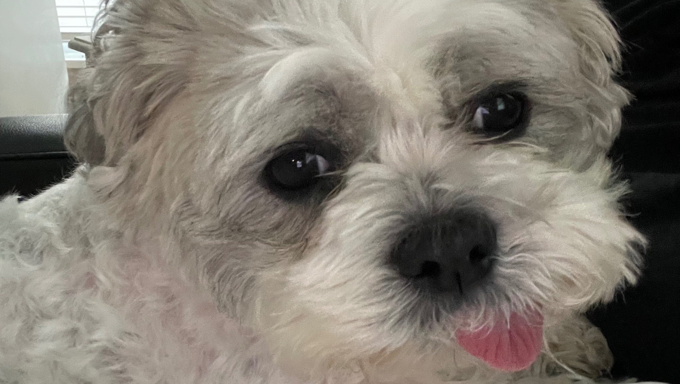 Help Wrigley Walk Again photo