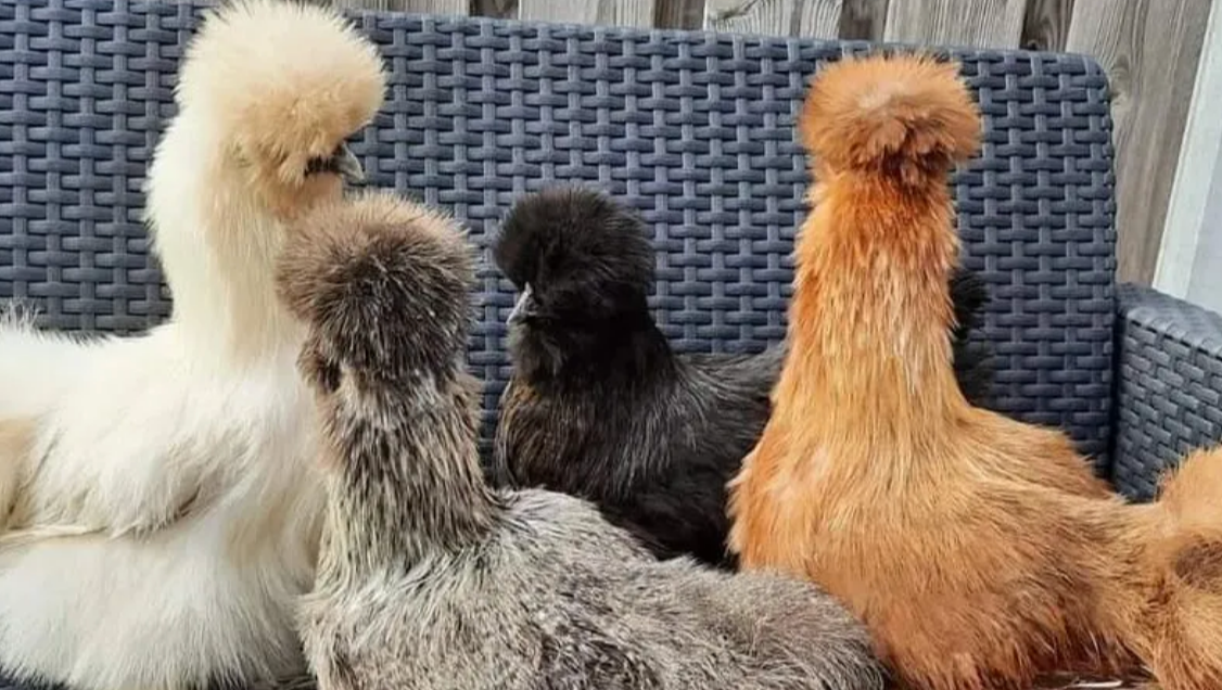 Help mij een warm thuis bouwen voor drie zijdehoenkippen photo