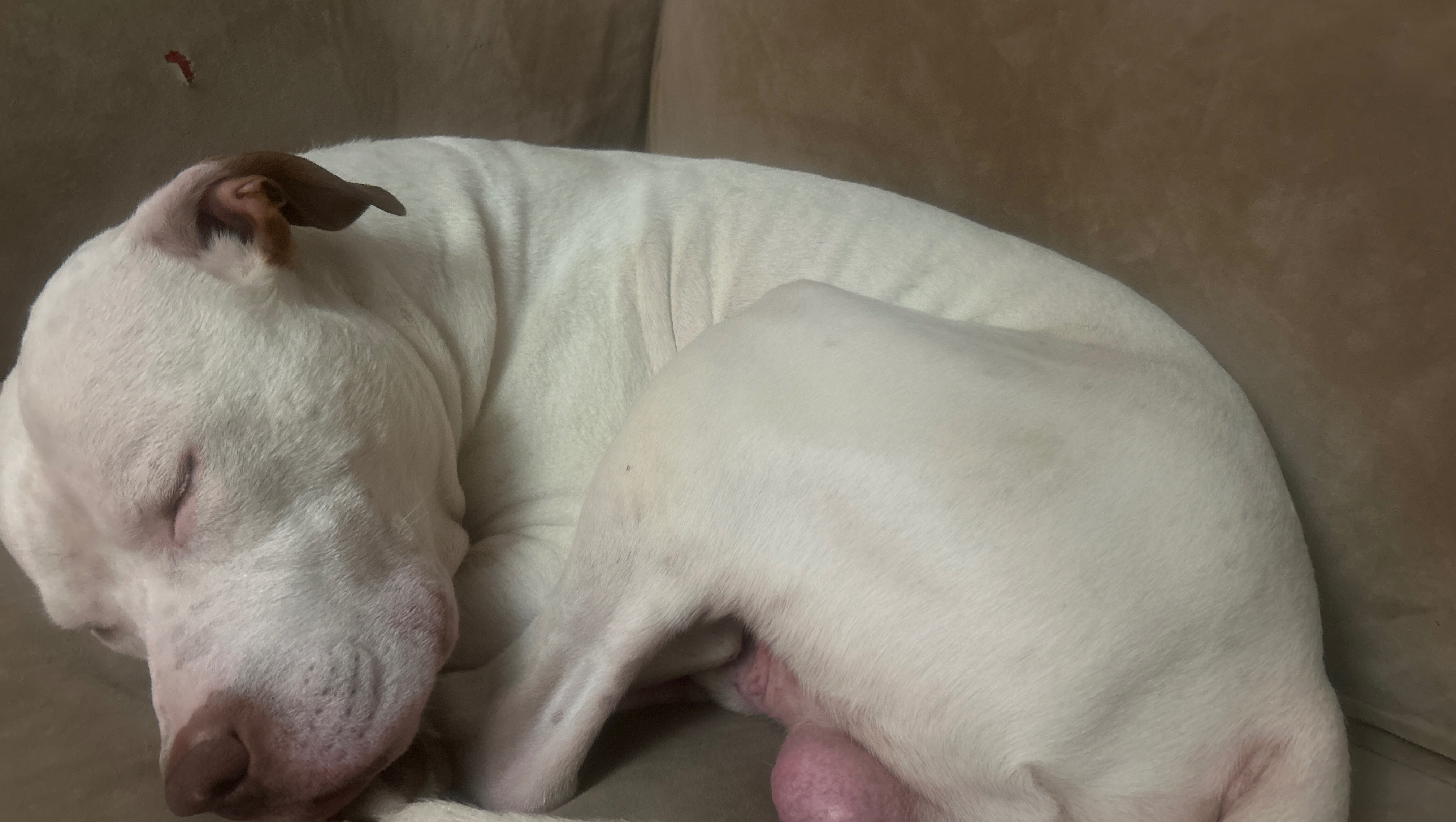 Help Magic Get the Vet Care He Needs photo