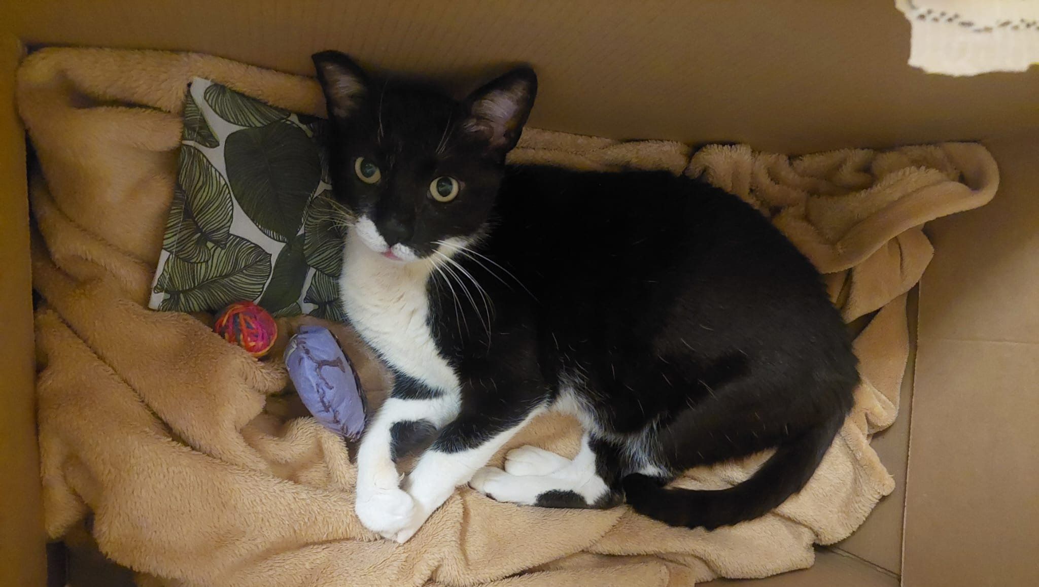 Help Zoro Pay For Life-Changing Surgery photo