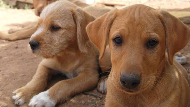 ayuda mascotas photo