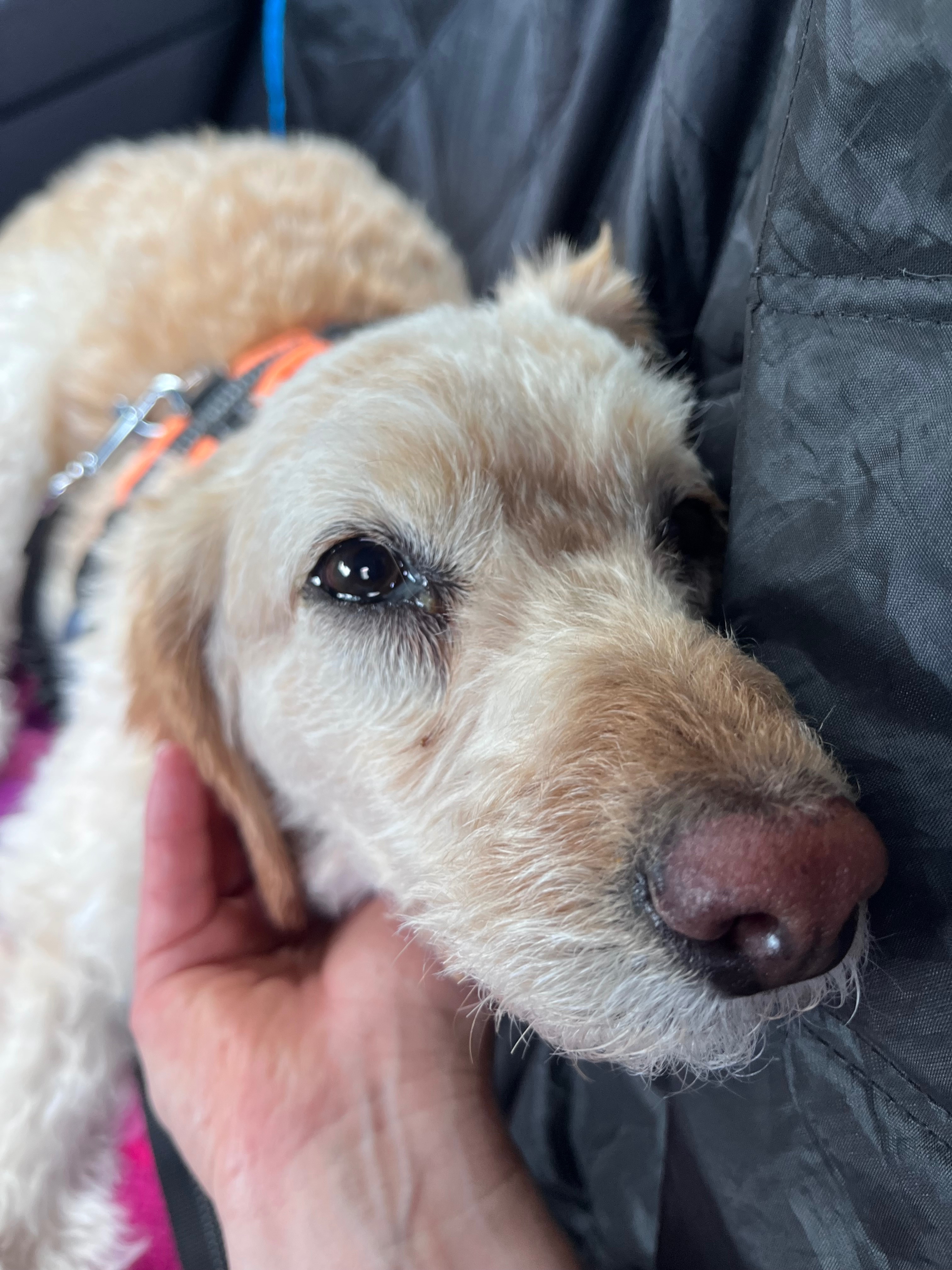 Help us save Teddy — our whole world ❤️ campaign photo, 5 of 8