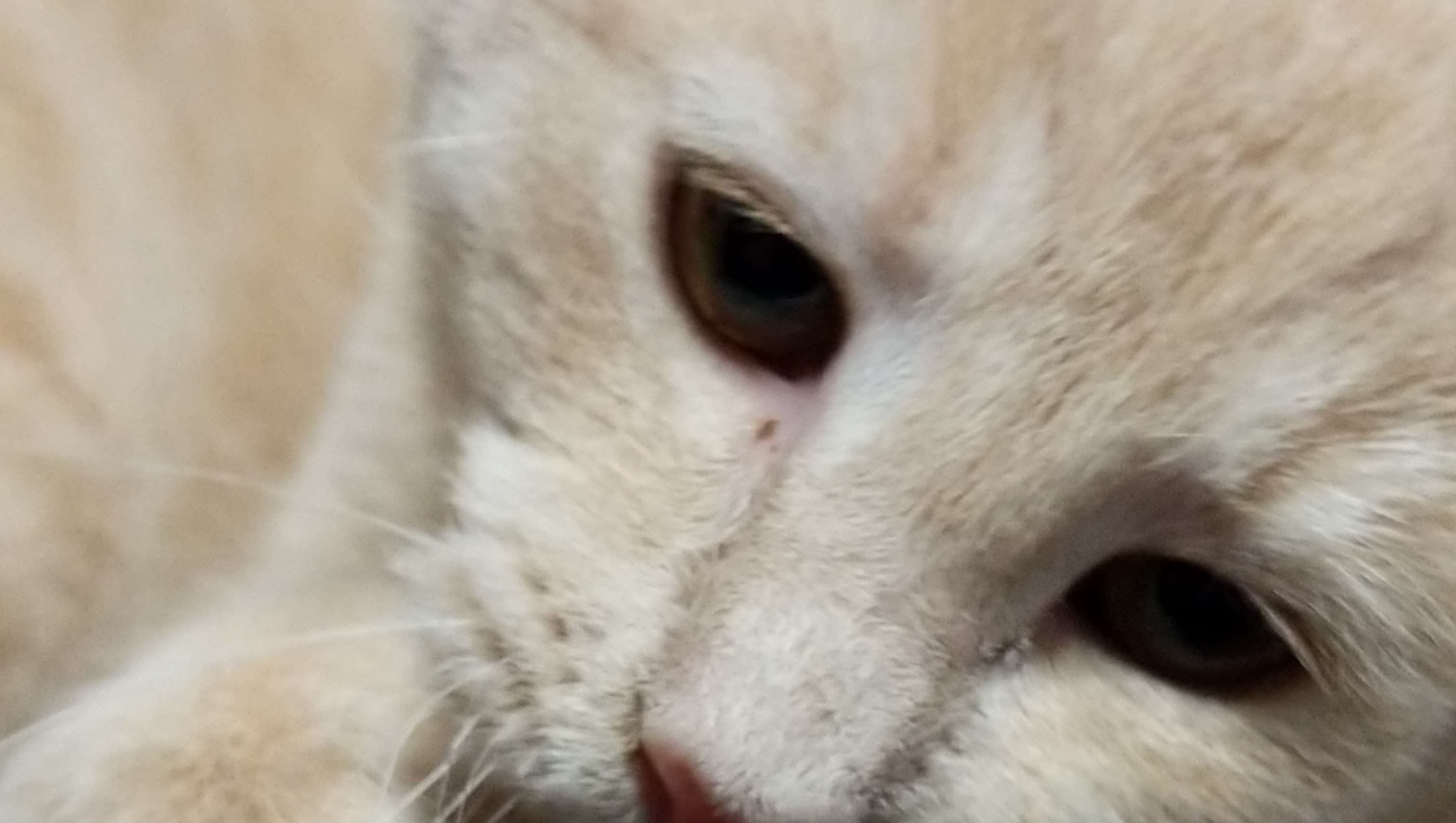 Help FamdomsxListener Care for Her Cats and Studies photo