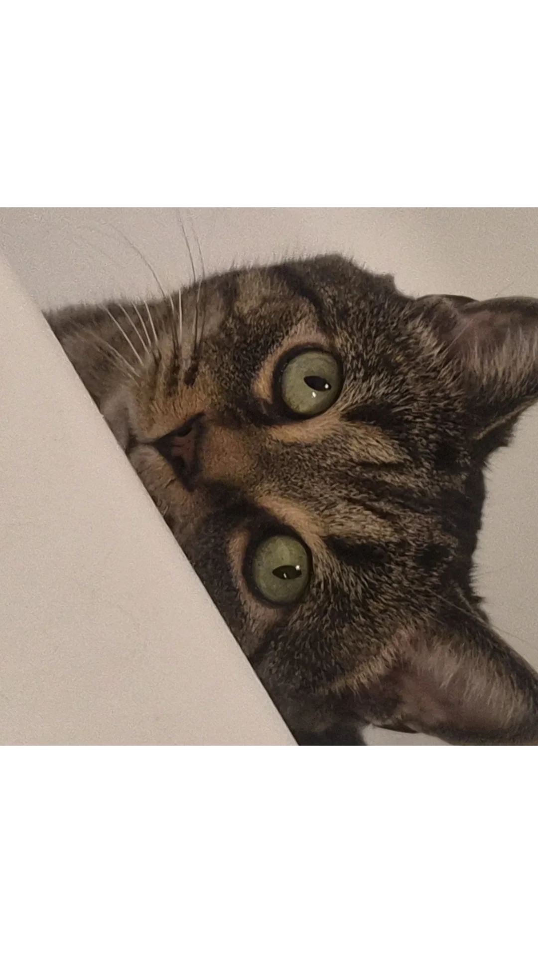 asking for help for my cat photo
