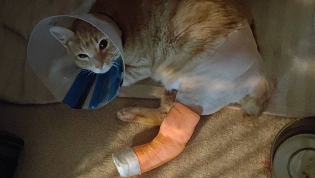Help My friend's Cat Heal photo