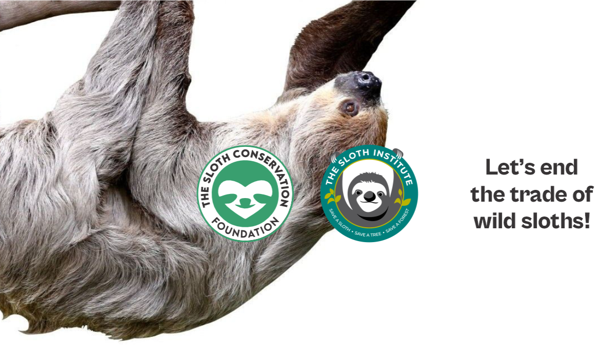 Help Us End the Commercial Sloth Trade in the United States photo