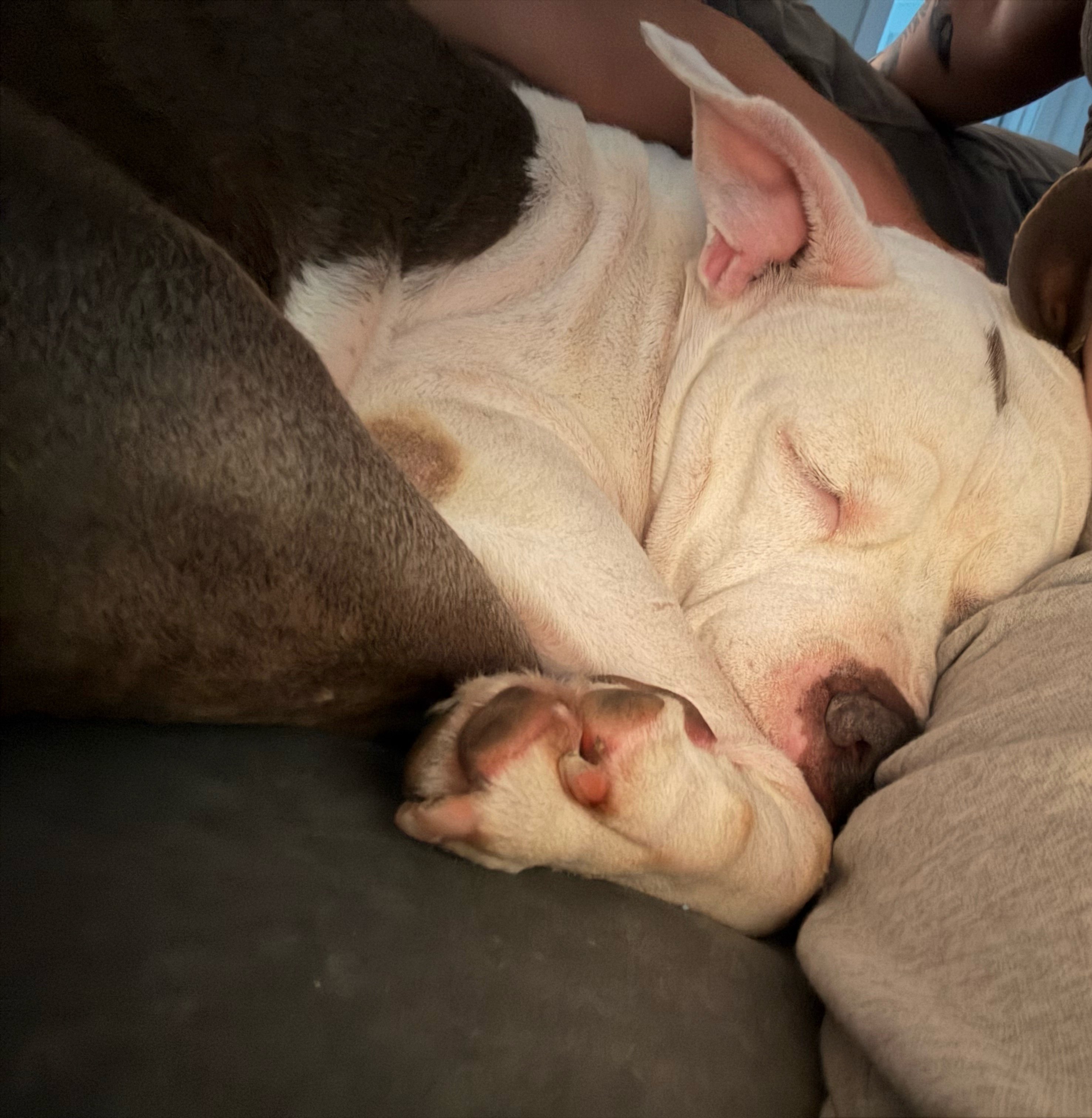 Fundraiser by Dyani Webb : Support Queenie's Surgery for a Pain-Free Life