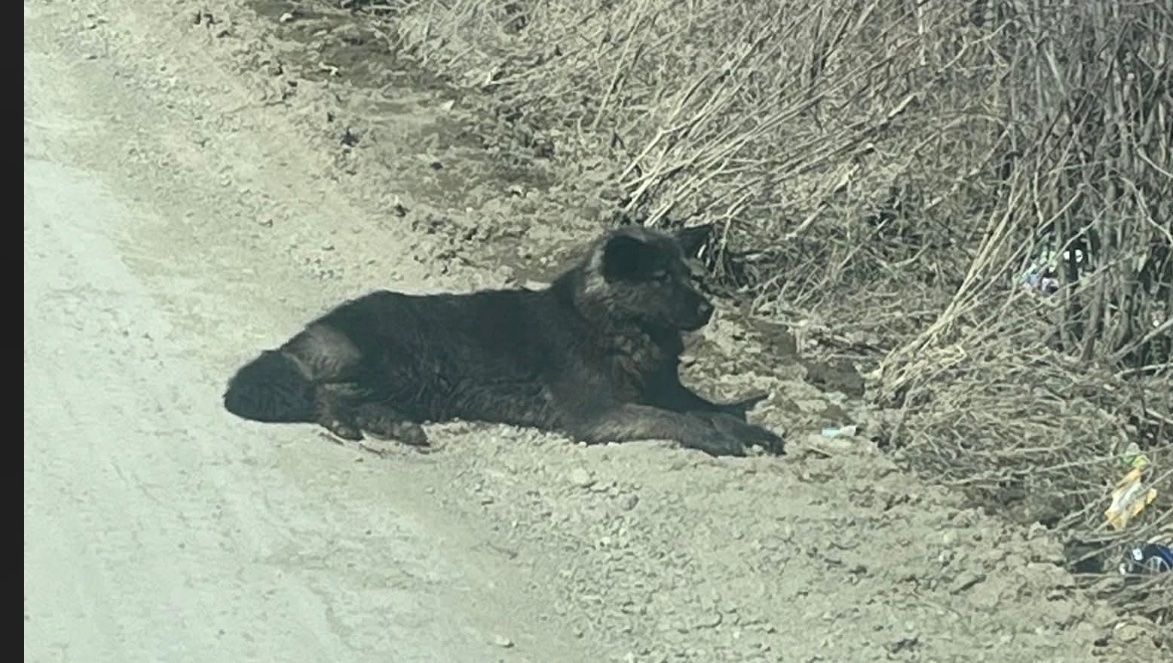 Save the Dogs of Gods Lake: Emergency Northern Dog Rescue photo