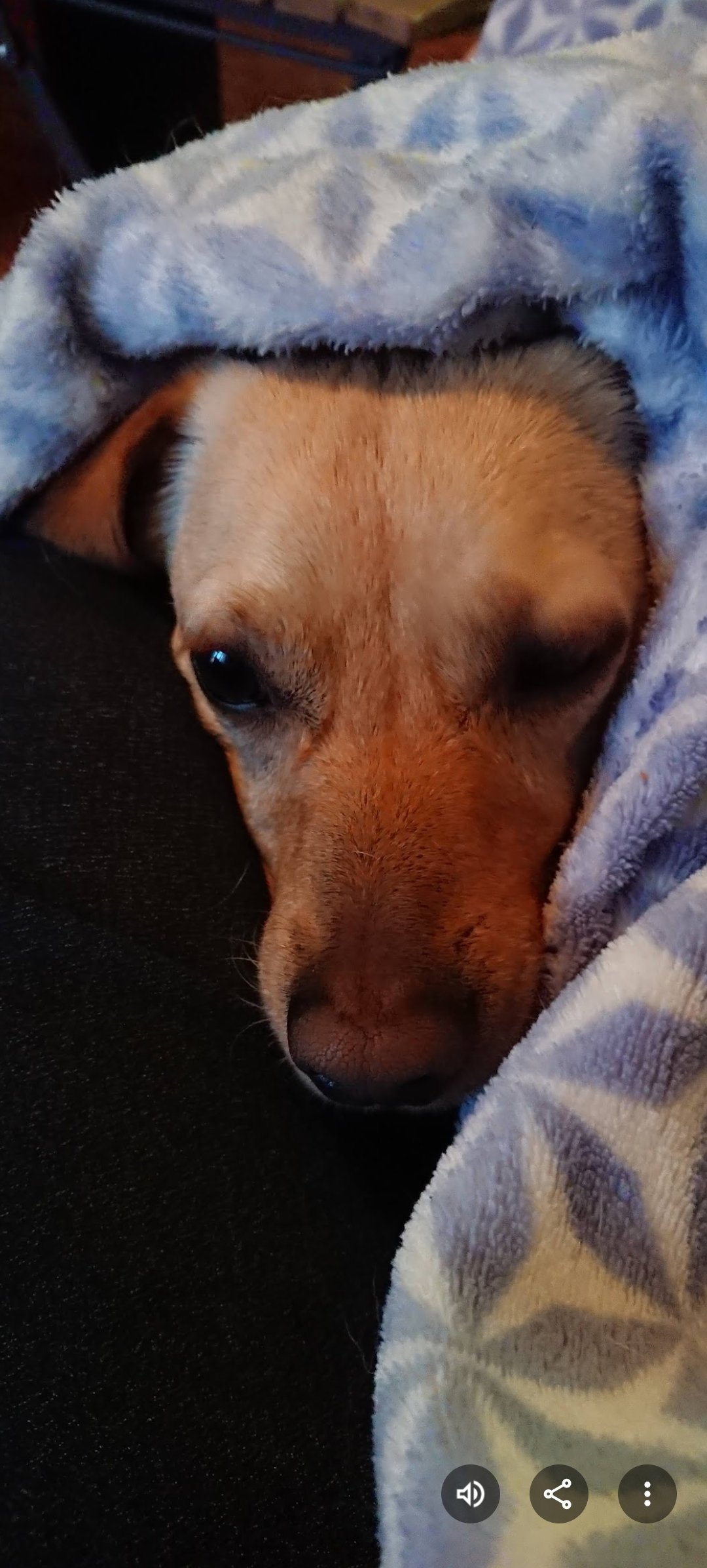 Per non perdere casa e curarsi - lei e il suo cagnolino campaign photo, 7 of 8