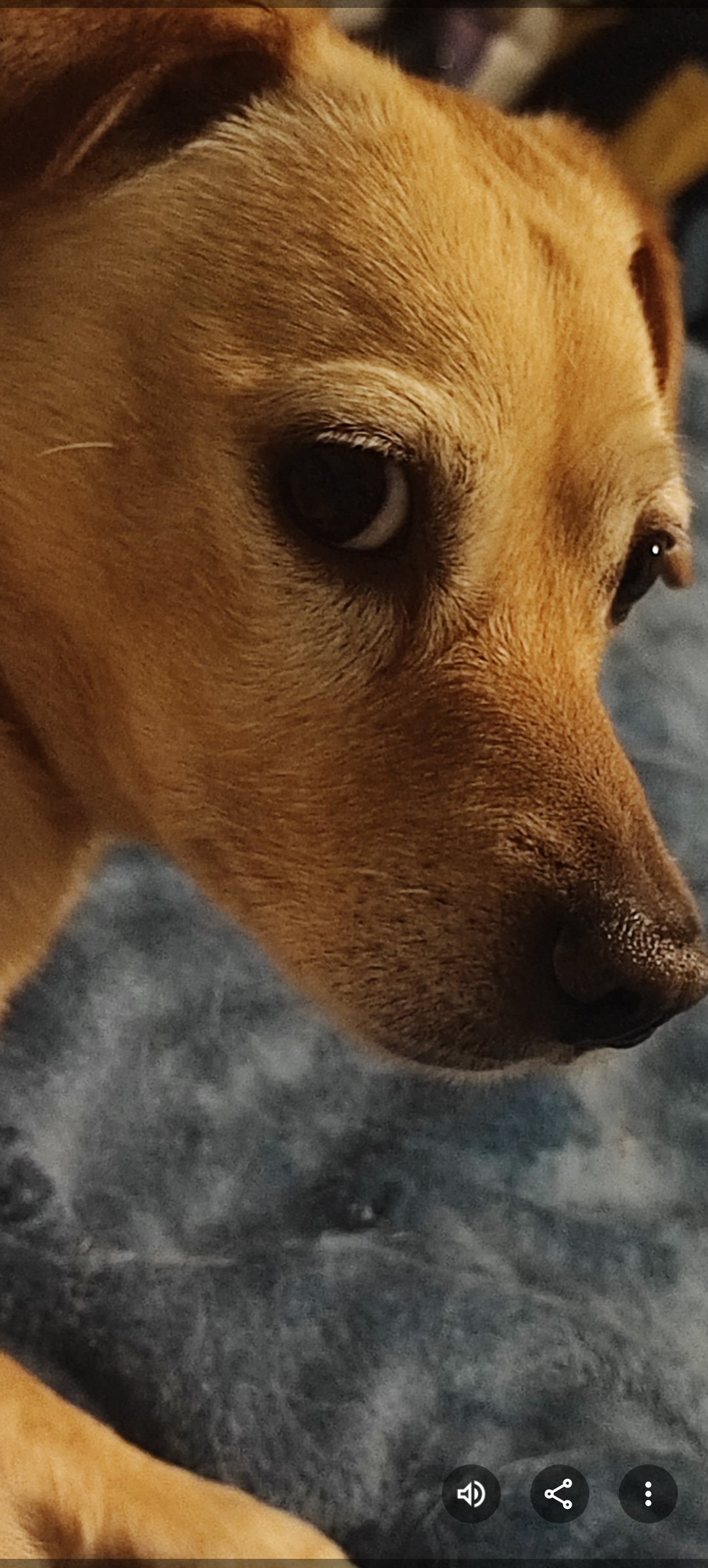 Per non perdere casa e curarsi - lei e il suo cagnolino campaign photo, 5 of 8