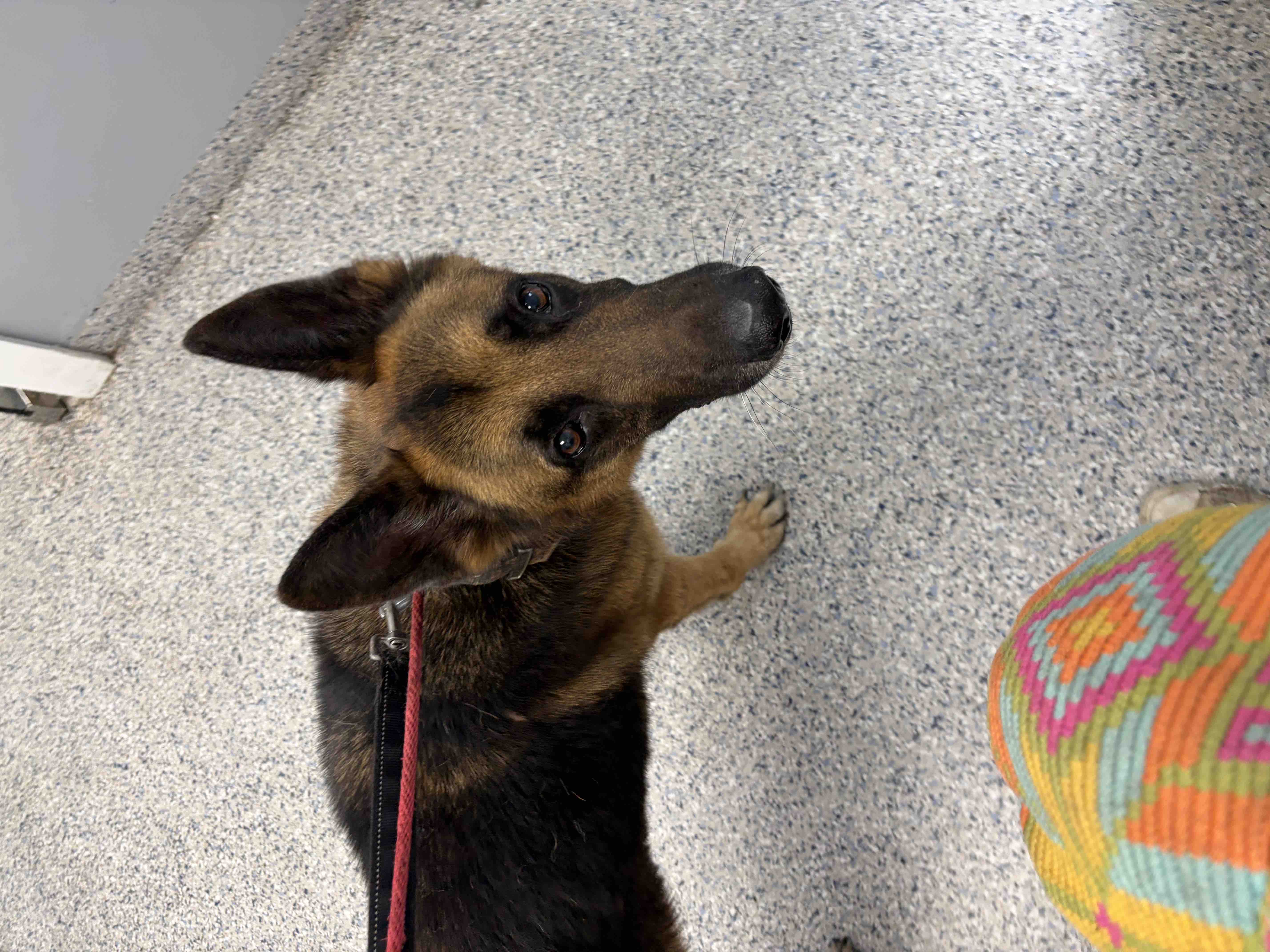 Support Bear's Care as He Waits for a Loving Home campaign photo, 5 of 7
