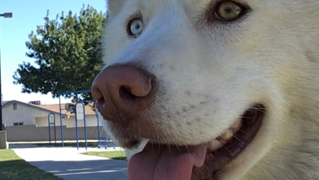 Help Save Lilo: Urgent Vet Care Needed photo