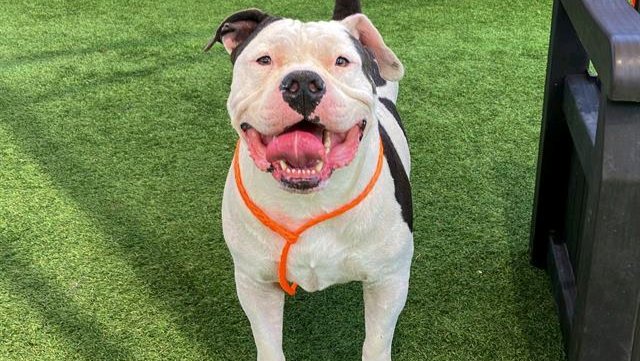 Help Ashley Adopt & Care for Kilo photo