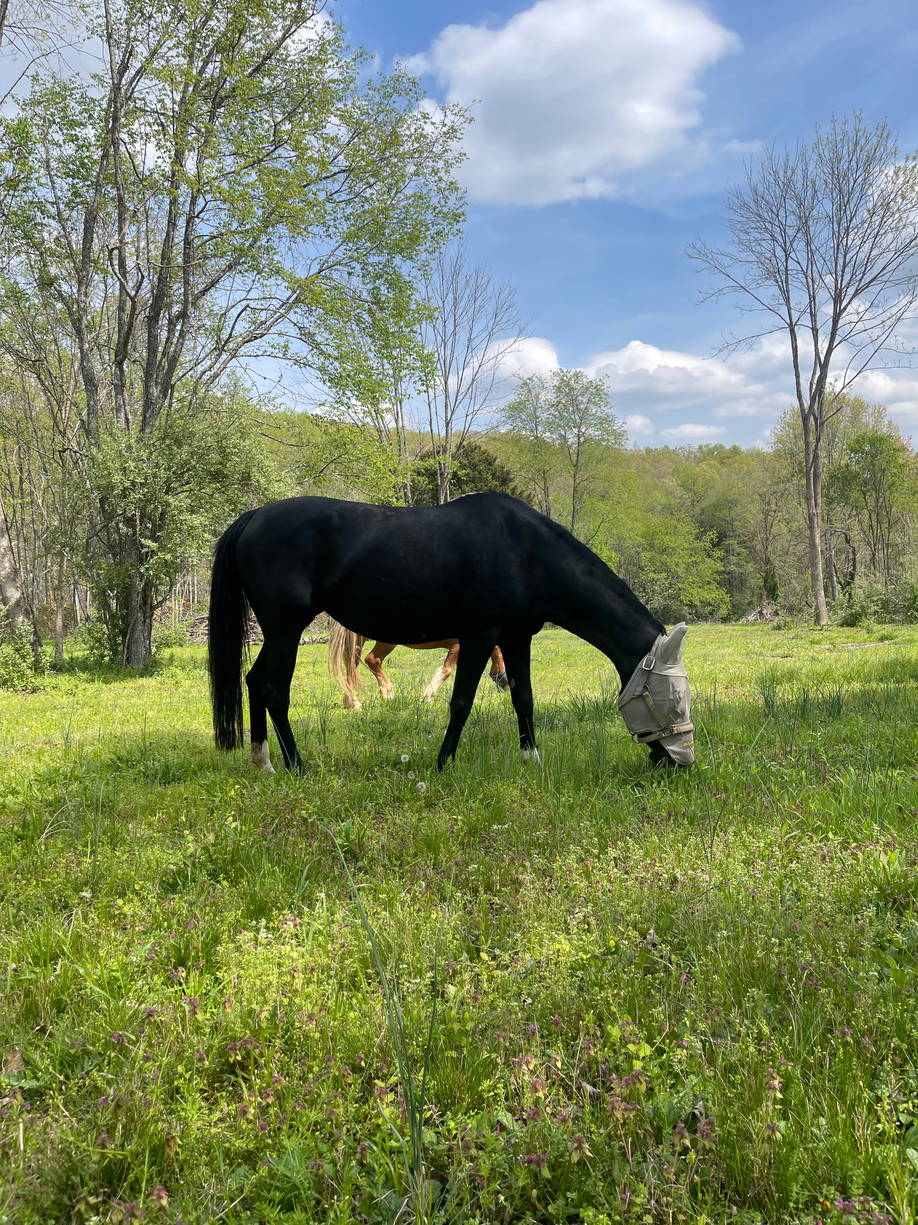 Help Eclipse and Chloe Reach Their Forever Home campaign photo, 4 of 7