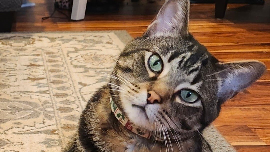 Help Save Charlie: Support Allison's Beloved Cat photo