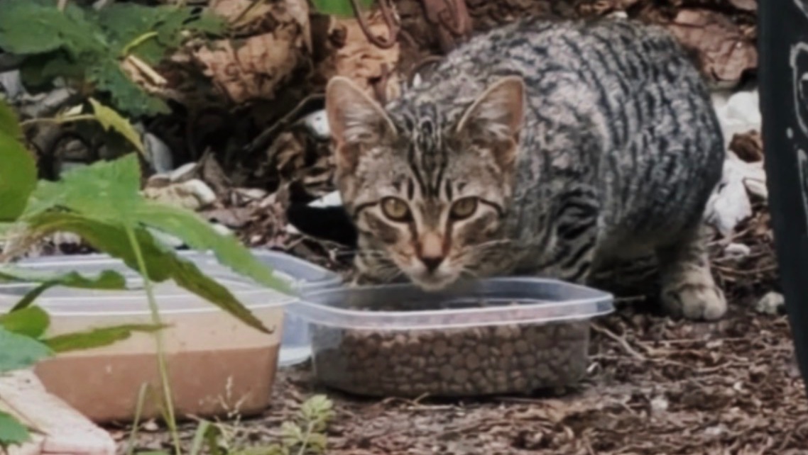 donate to care for neighborhood cats photo