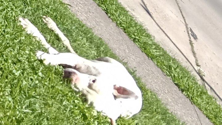 Comfort and Care for Rocko’s Last Days photo