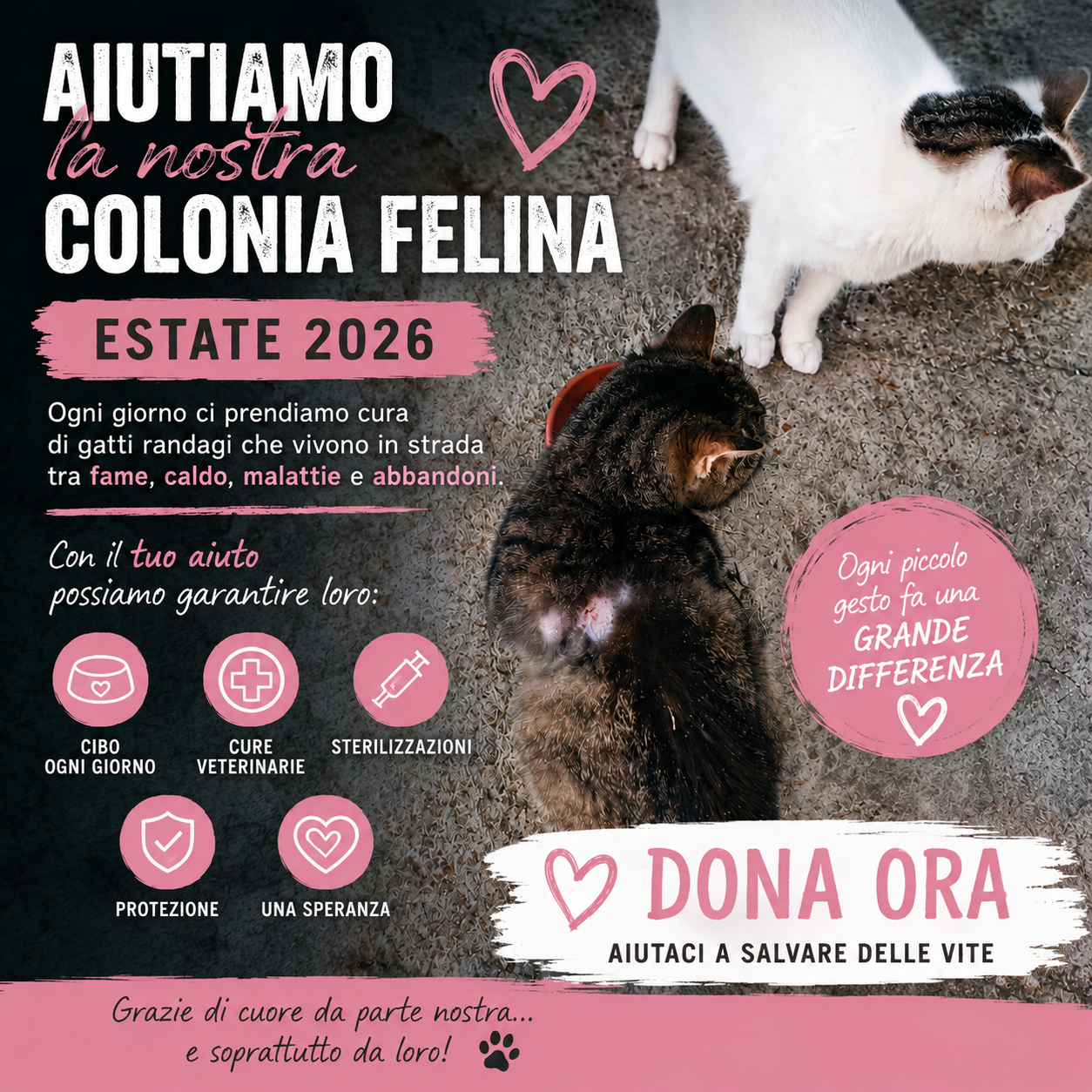 AIUTA LA NOSTRA COLONIA FELINA – ESTATE 2026 campaign photo, 4 of 5