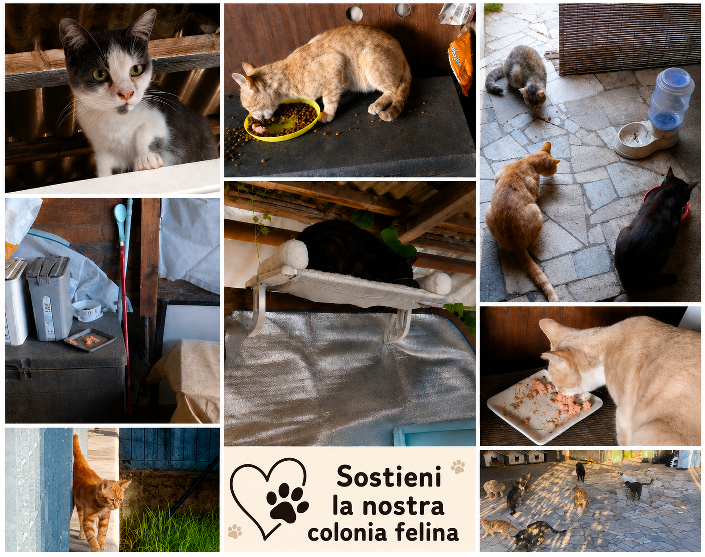 AIUTA LA NOSTRA COLONIA FELINA – ESTATE 2026 campaign photo, 2 of 5