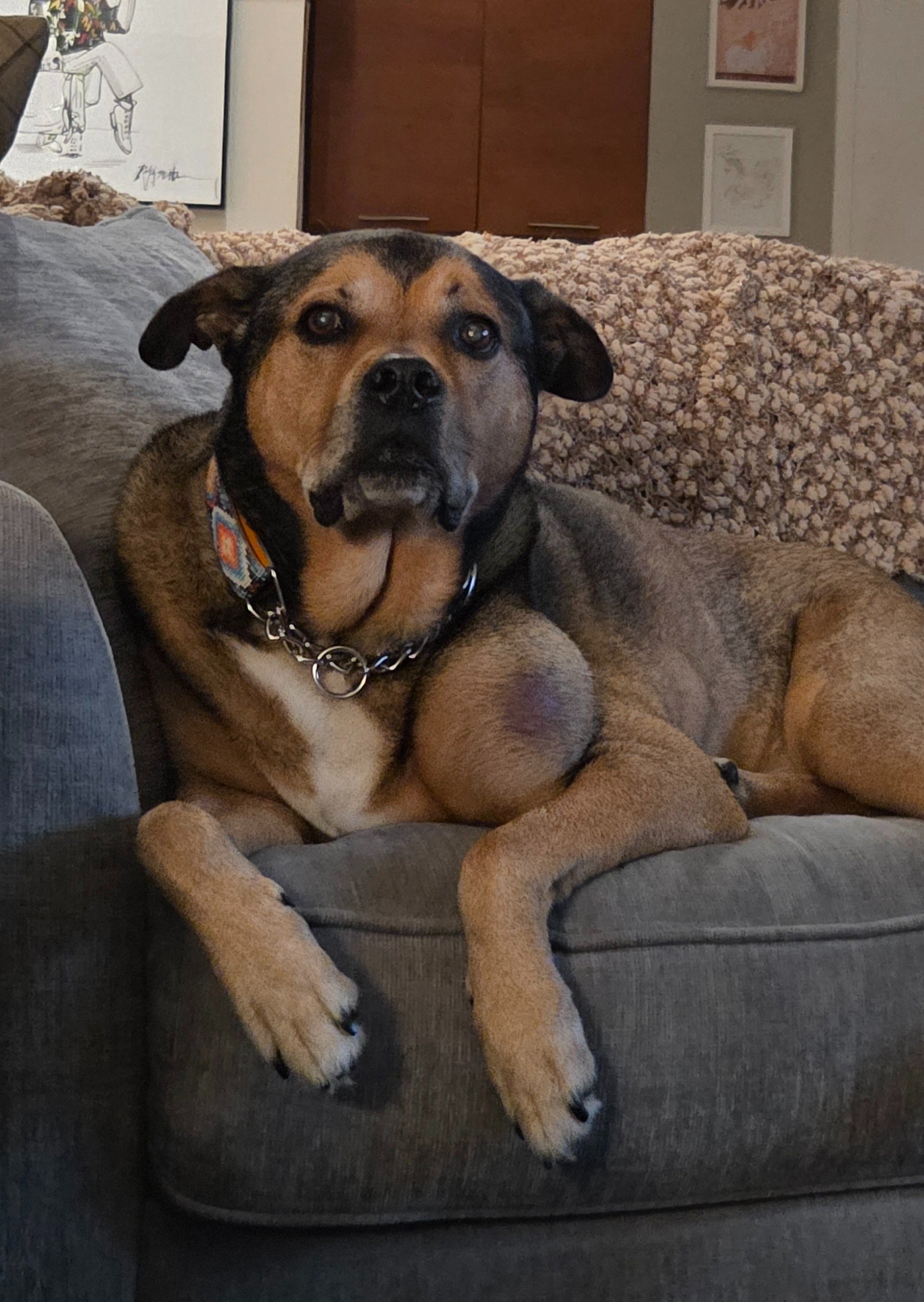 Help Jasper Fight Cancer and Stay Comfortable campaign photo, 7 of 8