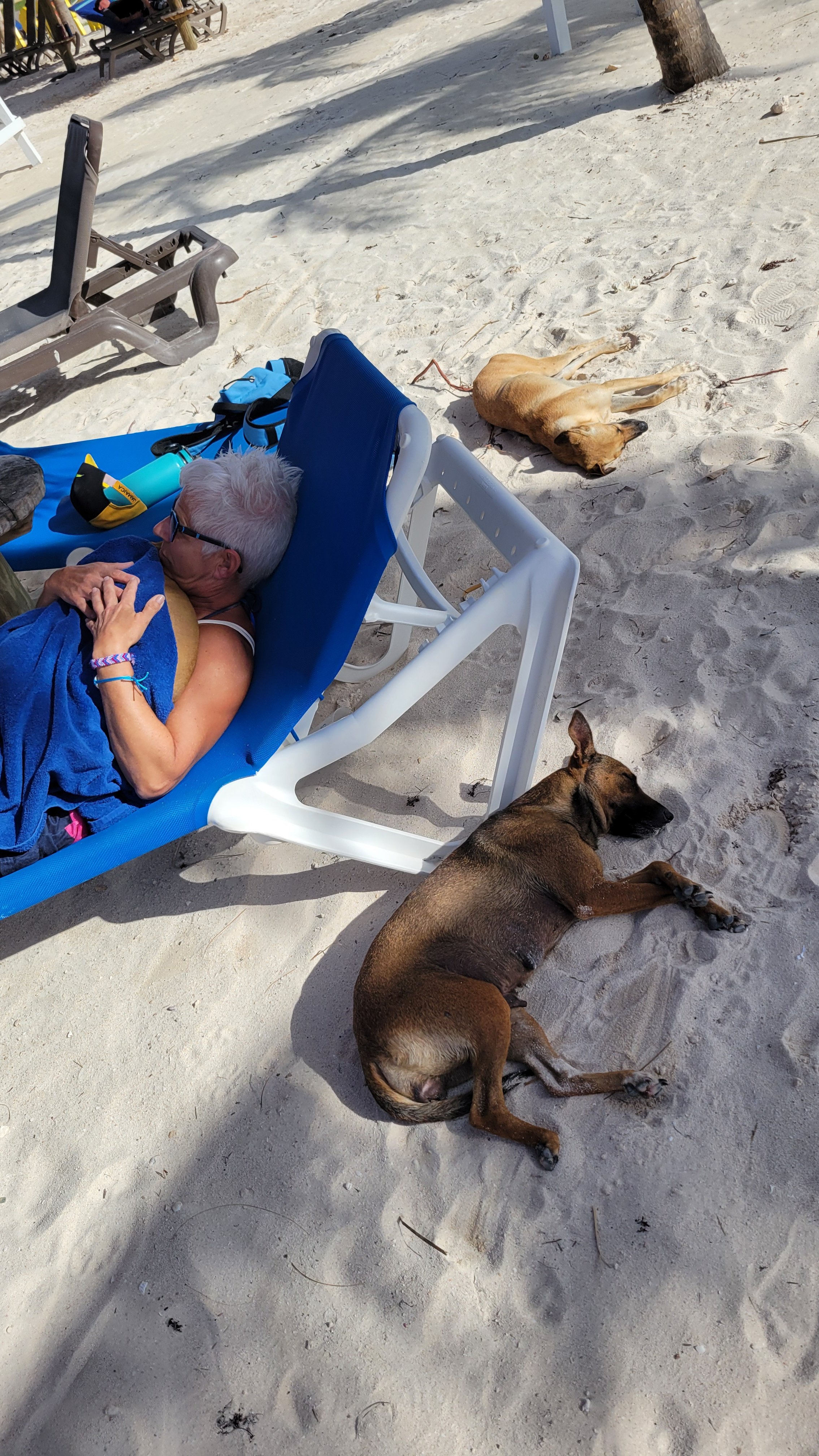 Peggy the famous dog campaign photo, 5 of 7