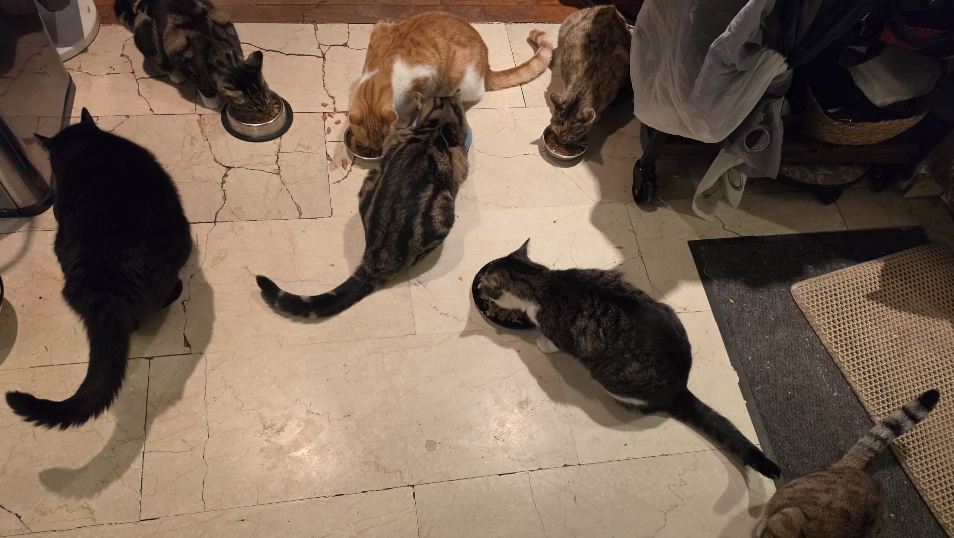 HELP AND RESCUE, KATHY, HER LOVELY ANIMALS, SOON HOMELESS ! photo