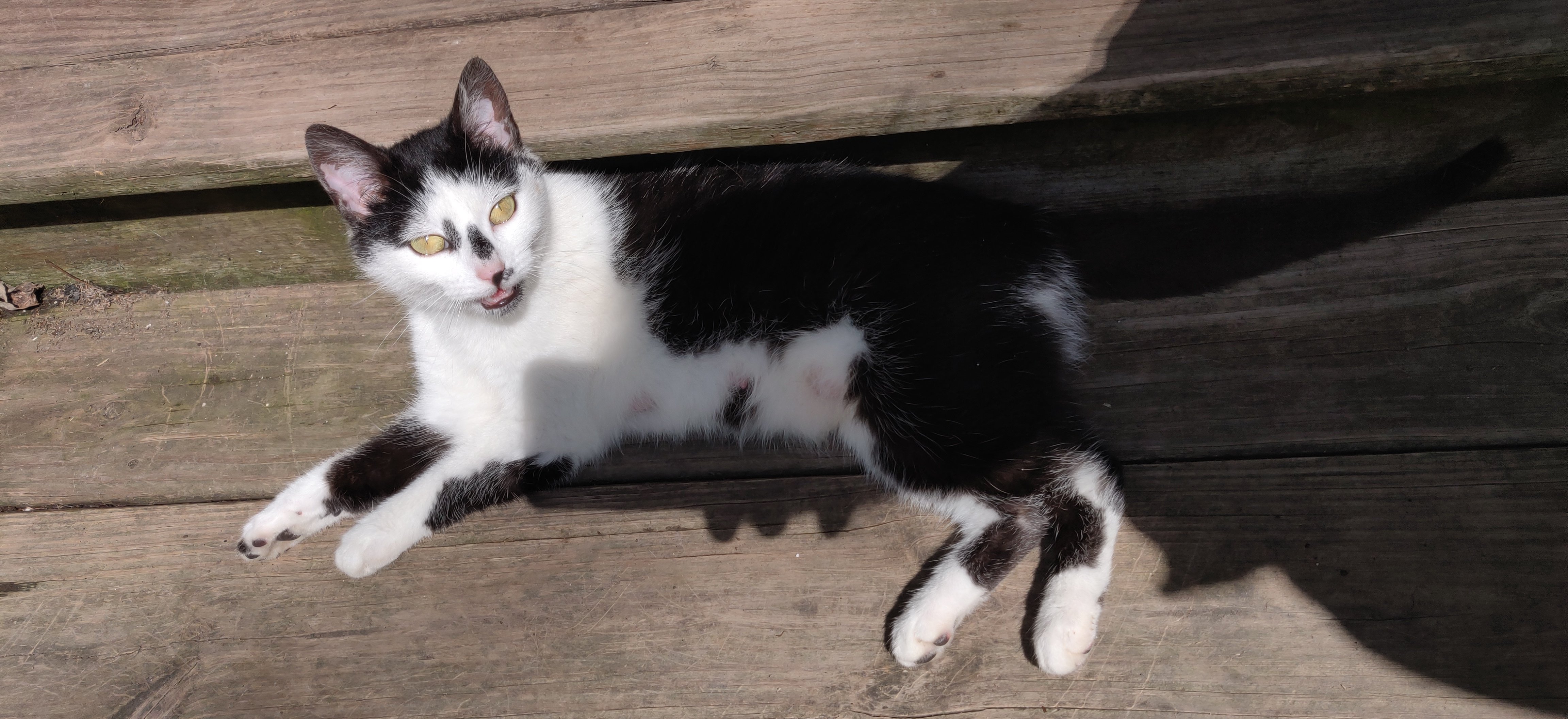 Fundraiser by Lisa Morales : Help Moon Lake's Stray Cats: TNR & Care