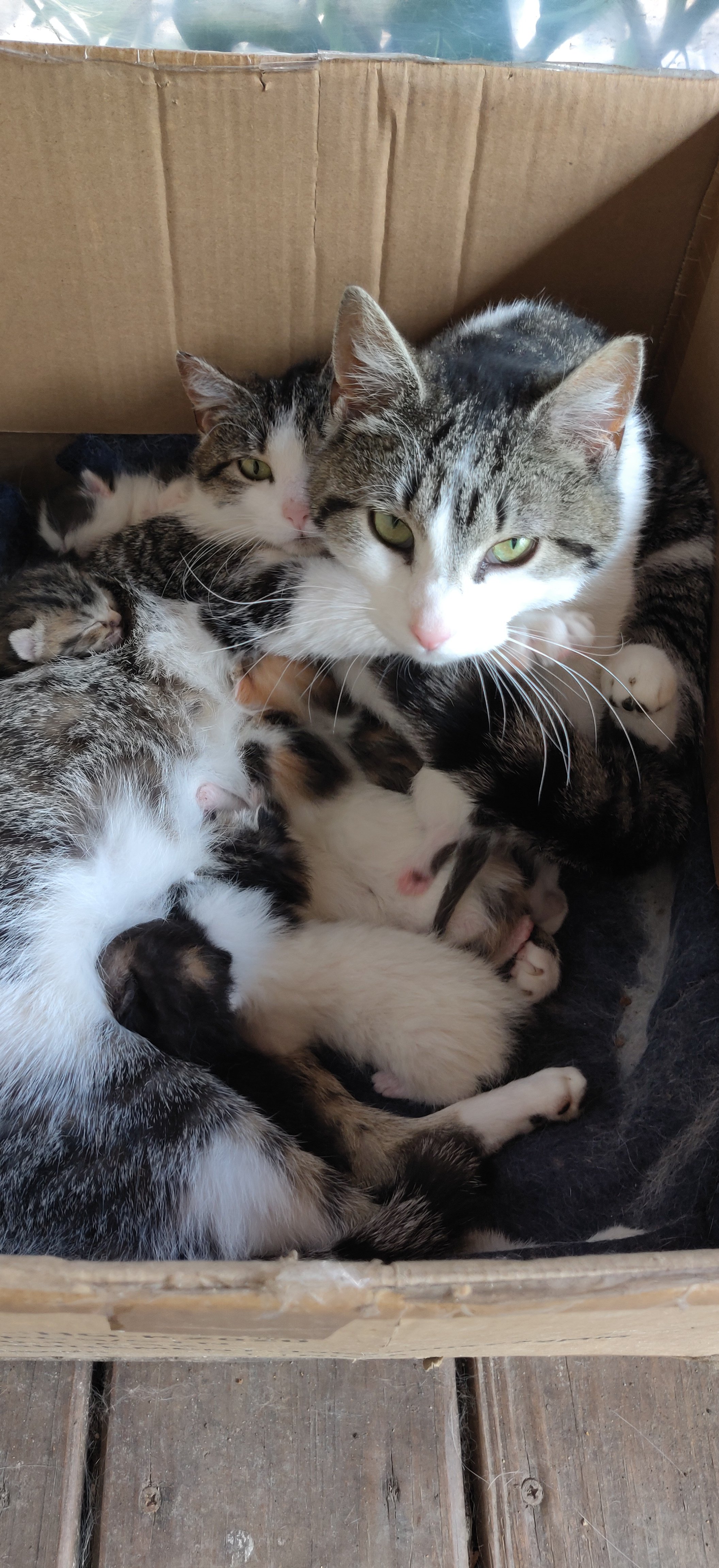 Fundraiser by Lisa Morales : Help Moon Lake's Stray Cats: TNR & Care