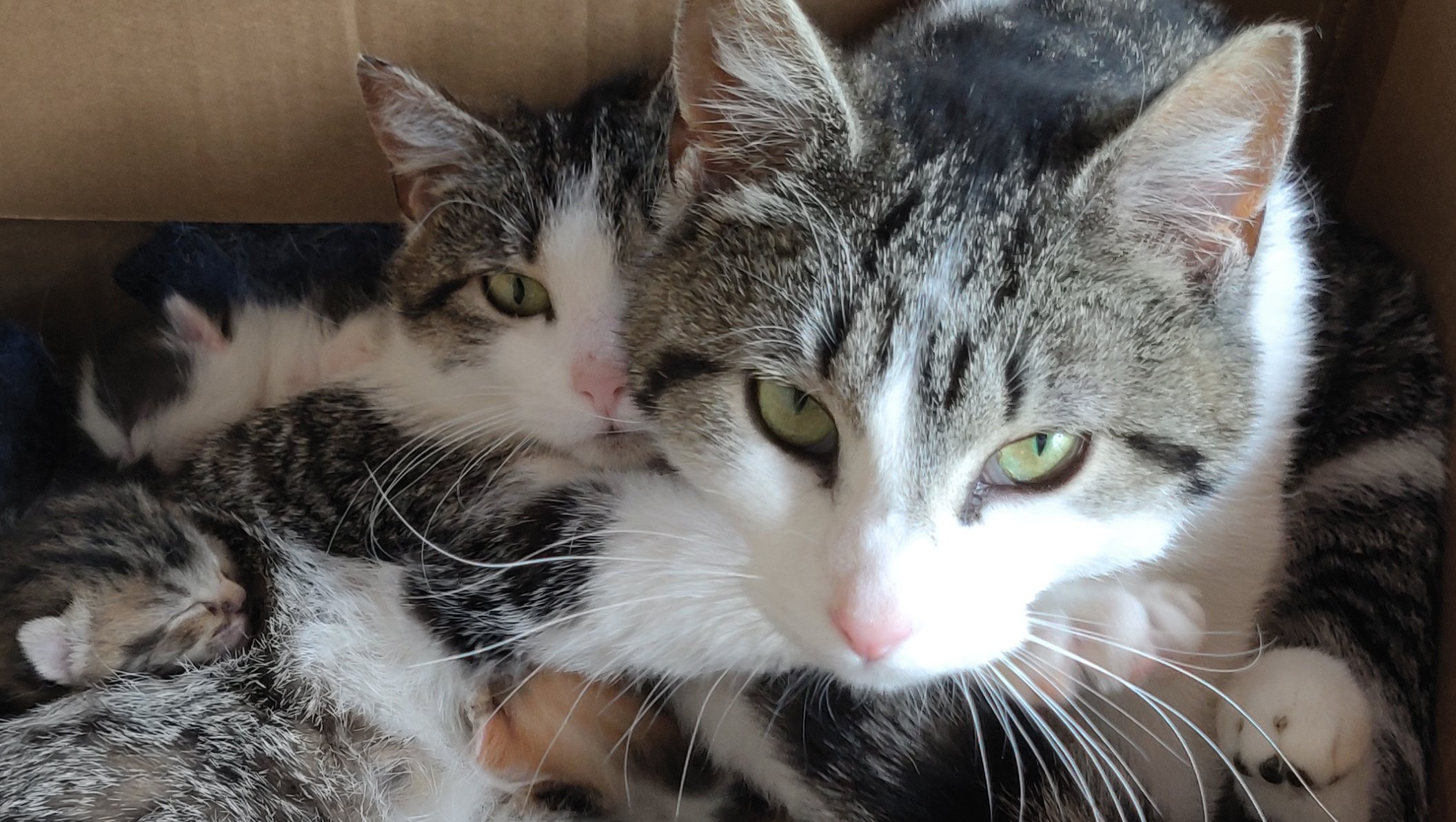 Fundraiser by Lisa Morales : Help Moon Lake's Stray Cats: TNR & Care