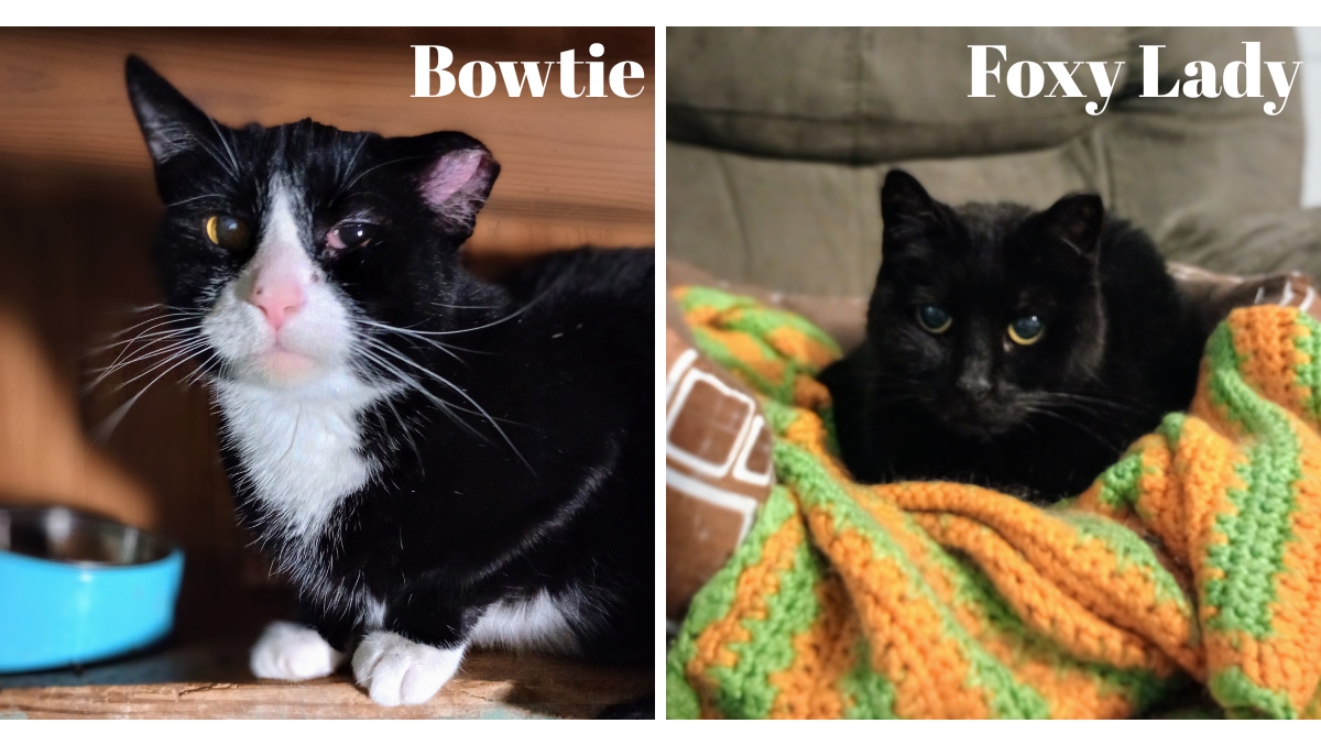 Urgent Vet Care for Bowtie & Foxy Lady photo