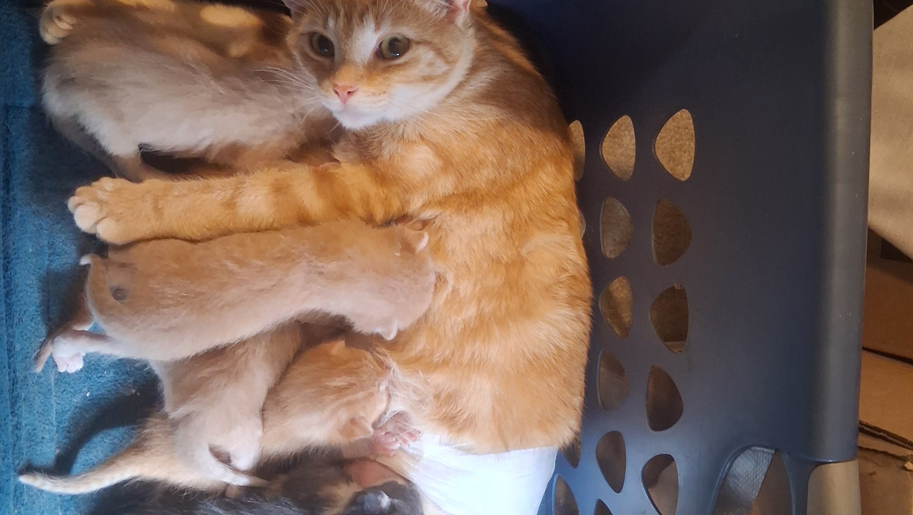 Help My Rescued Cat Recover photo