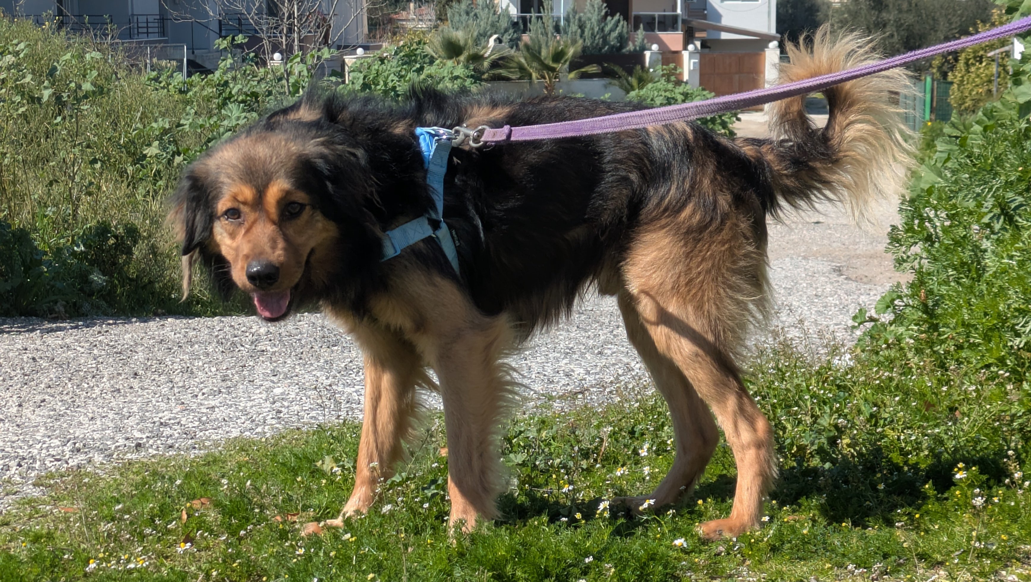 Help Us Build a Safe Haven for Loutraki’s Forgotten Animals photo