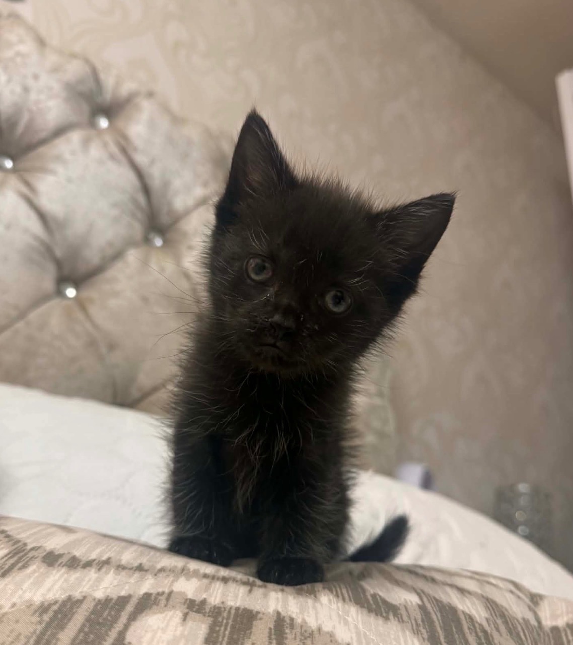 Little Pink Eyes Kitten campaign photo, 7 of 8