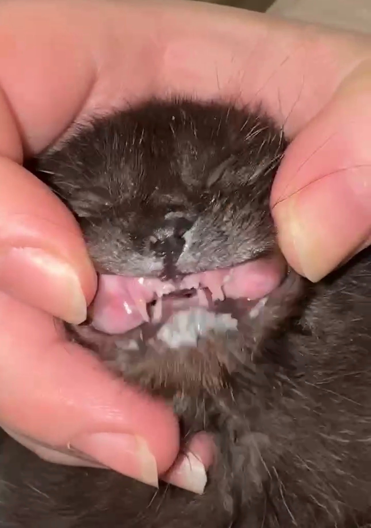Little Pink Eyes Kitten campaign photo, 2 of 8