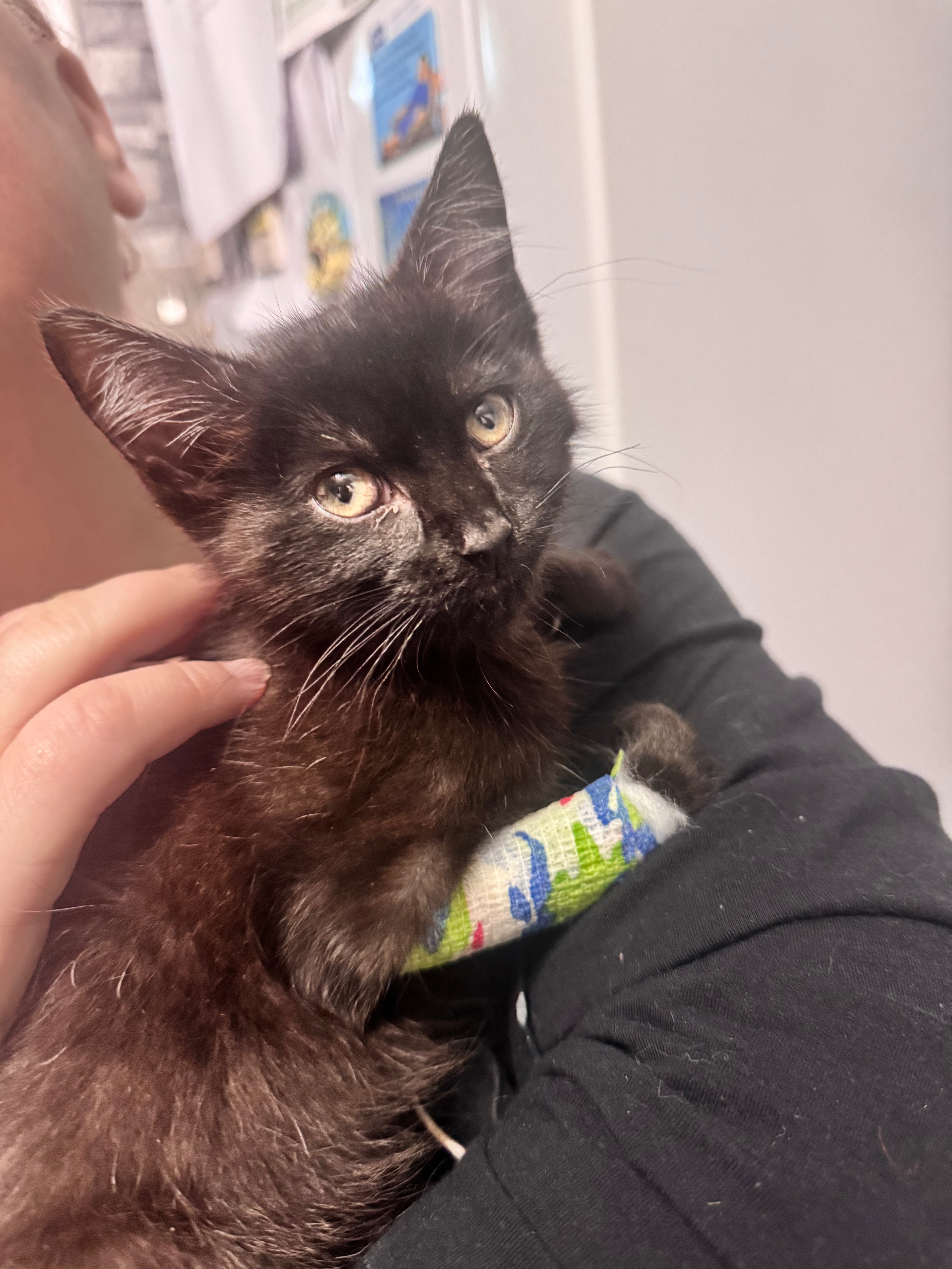 Little Pink Eyes Kitten campaign photo, 4 of 8