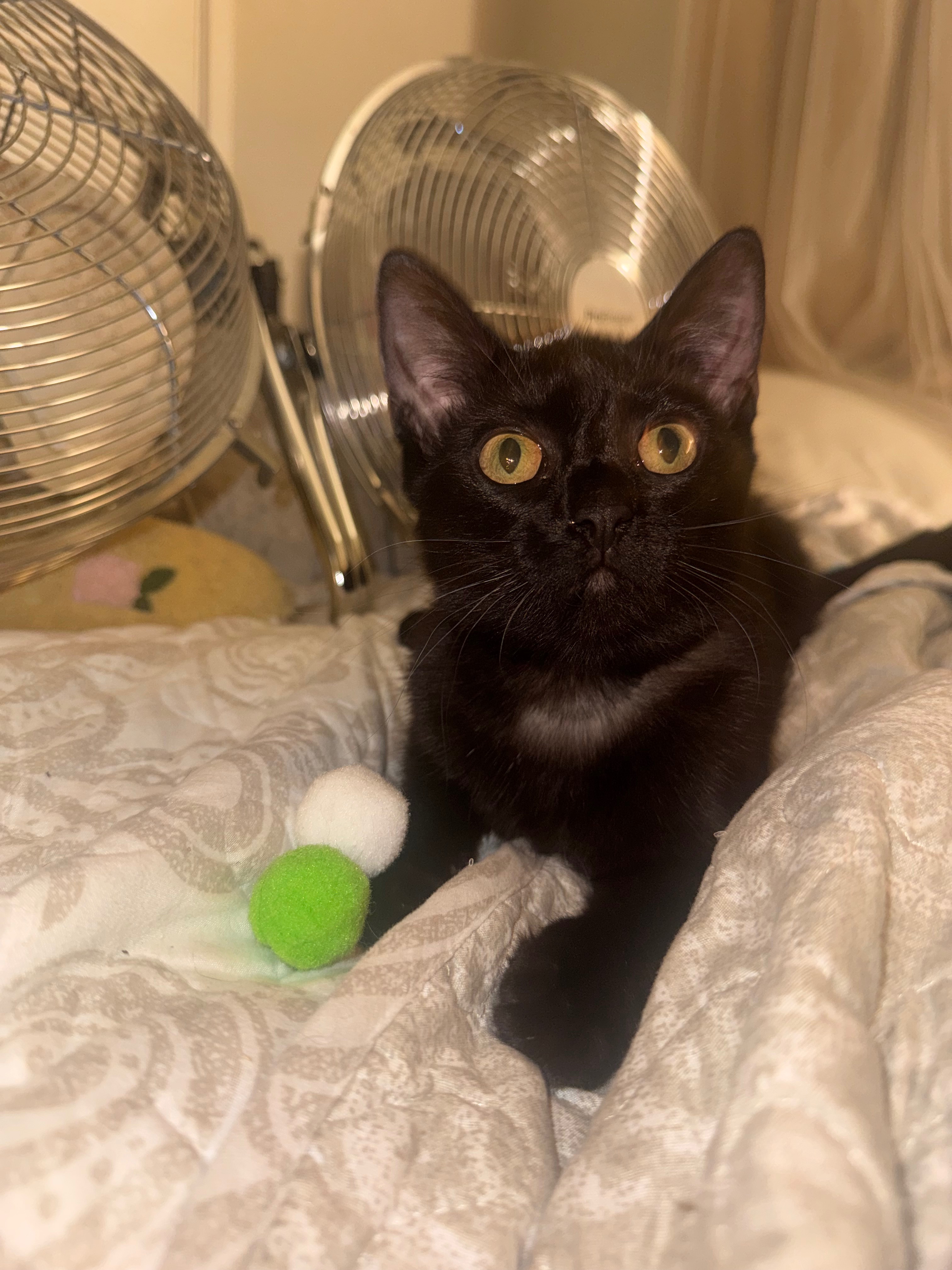 Little Pink Eyes Kitten campaign photo, 5 of 8