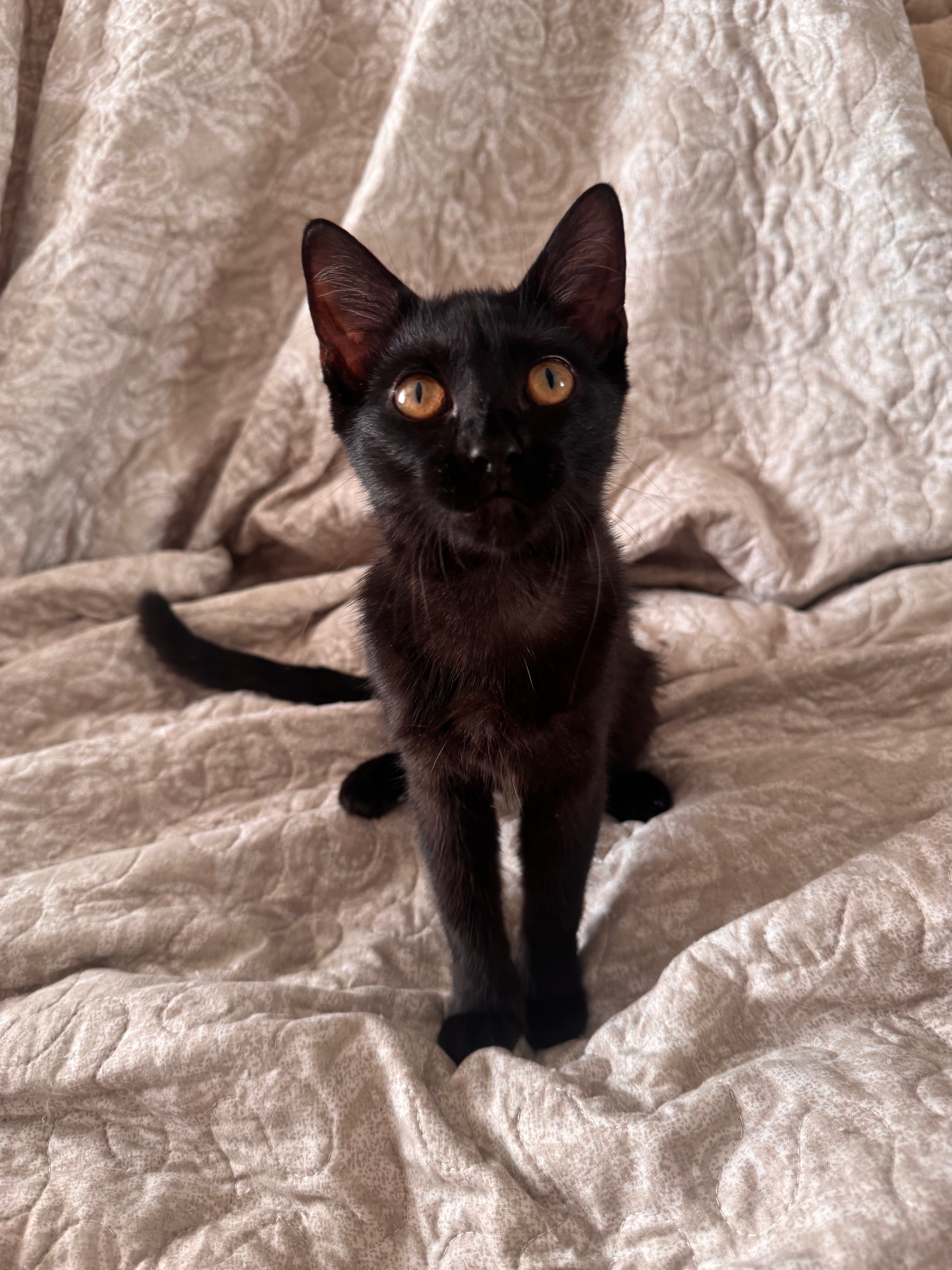 Little Pink Eyes Kitten campaign photo, 6 of 8