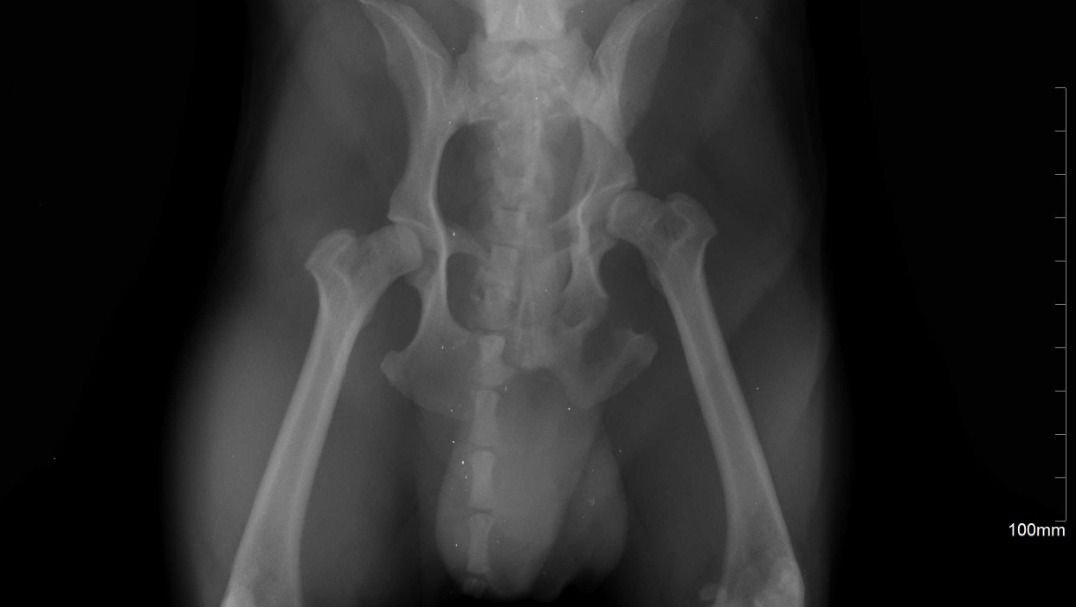 Operación. De fermur para Max, un perrito de raza pug 2 años photo