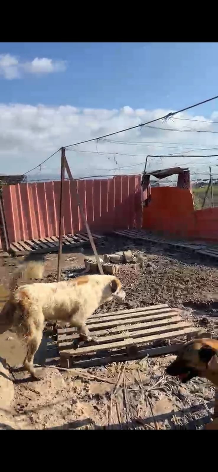 Photo de la campagne Redonner dignité aux chiens abandonnés, 7 sur 8