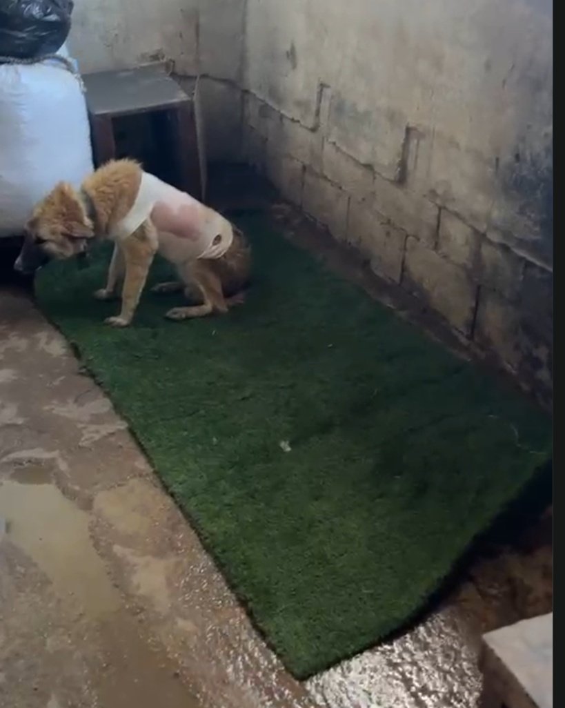 Photo de la campagne Redonner dignité aux chiens abandonnés, 2 sur 8