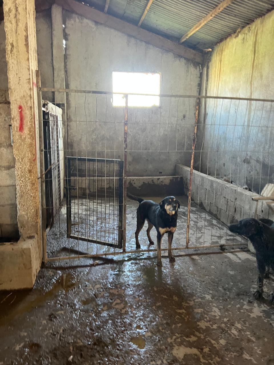 Photo de la campagne Redonner dignité aux chiens abandonnés, 4 sur 8