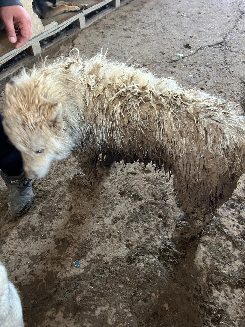 Photo de la campagne Redonner dignité aux chiens abandonnés, 5 sur 8