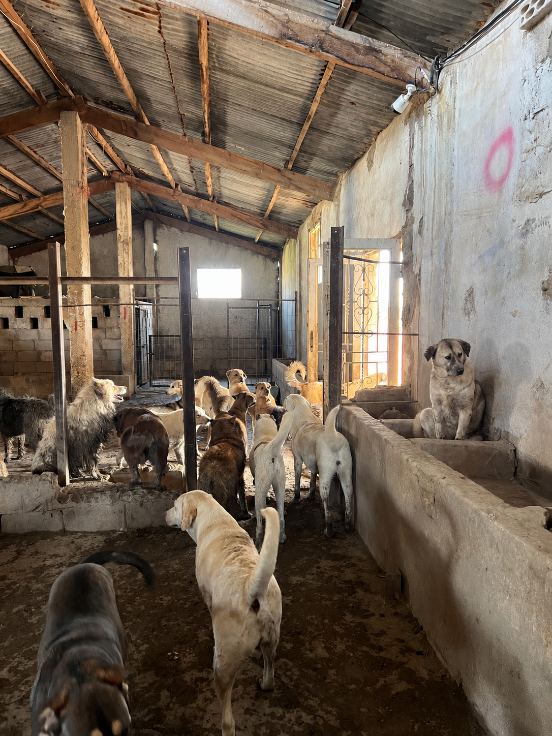 Photo de la campagne Redonner dignité aux chiens abandonnés, 6 sur 8
