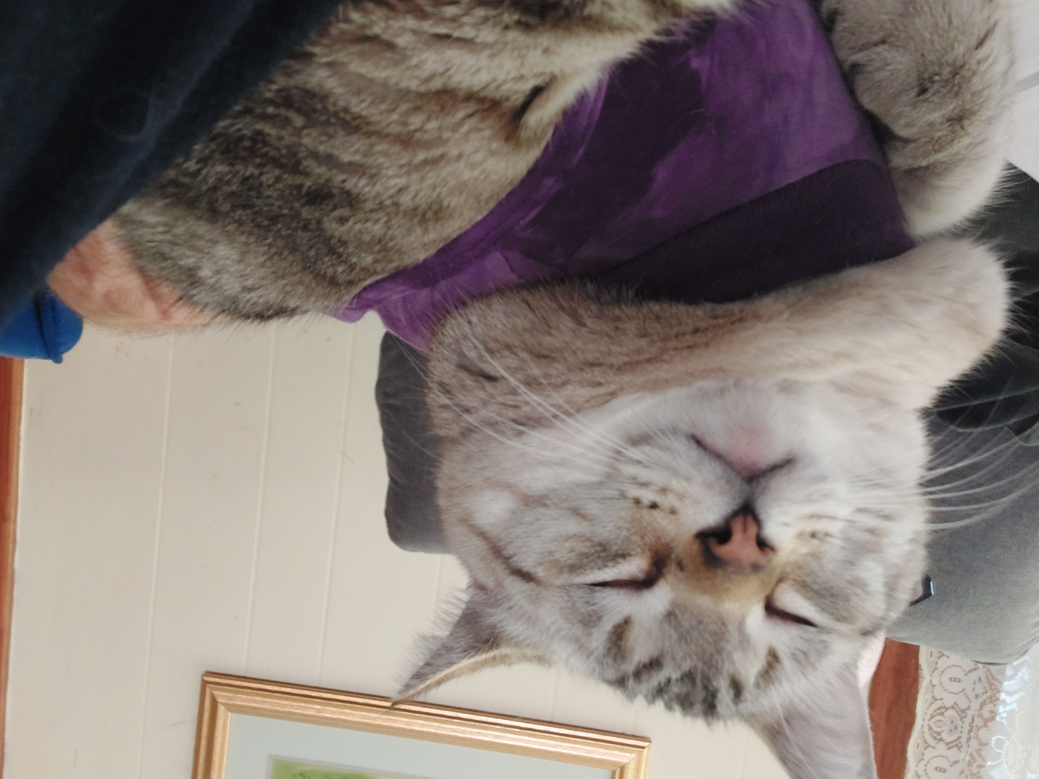 Fueling Care for My Cat and Myself campaign photo, 2 of 4