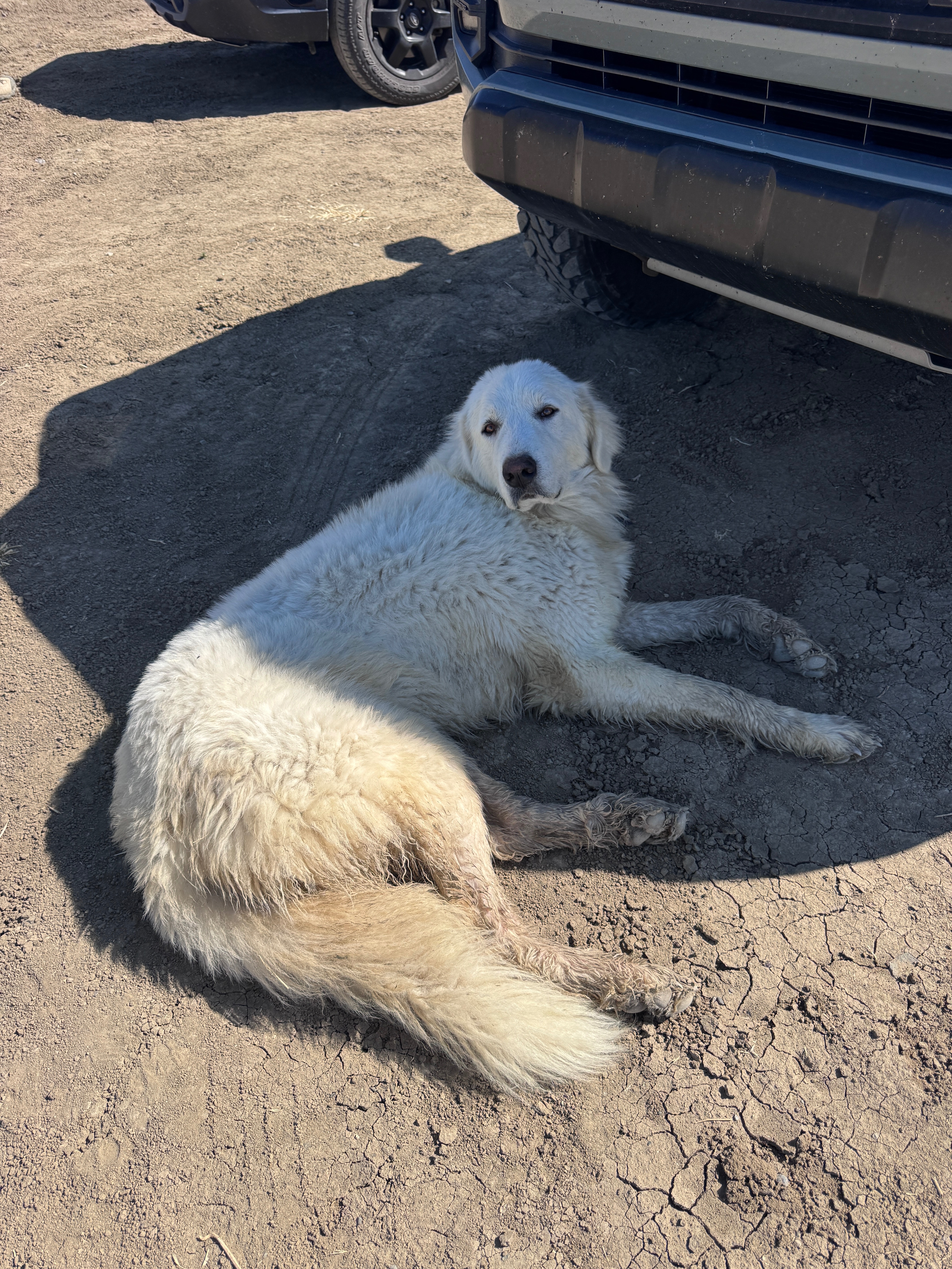 A Second Chance for the Sweet Stray in Cantua Creek campaign photo, 7 of 8