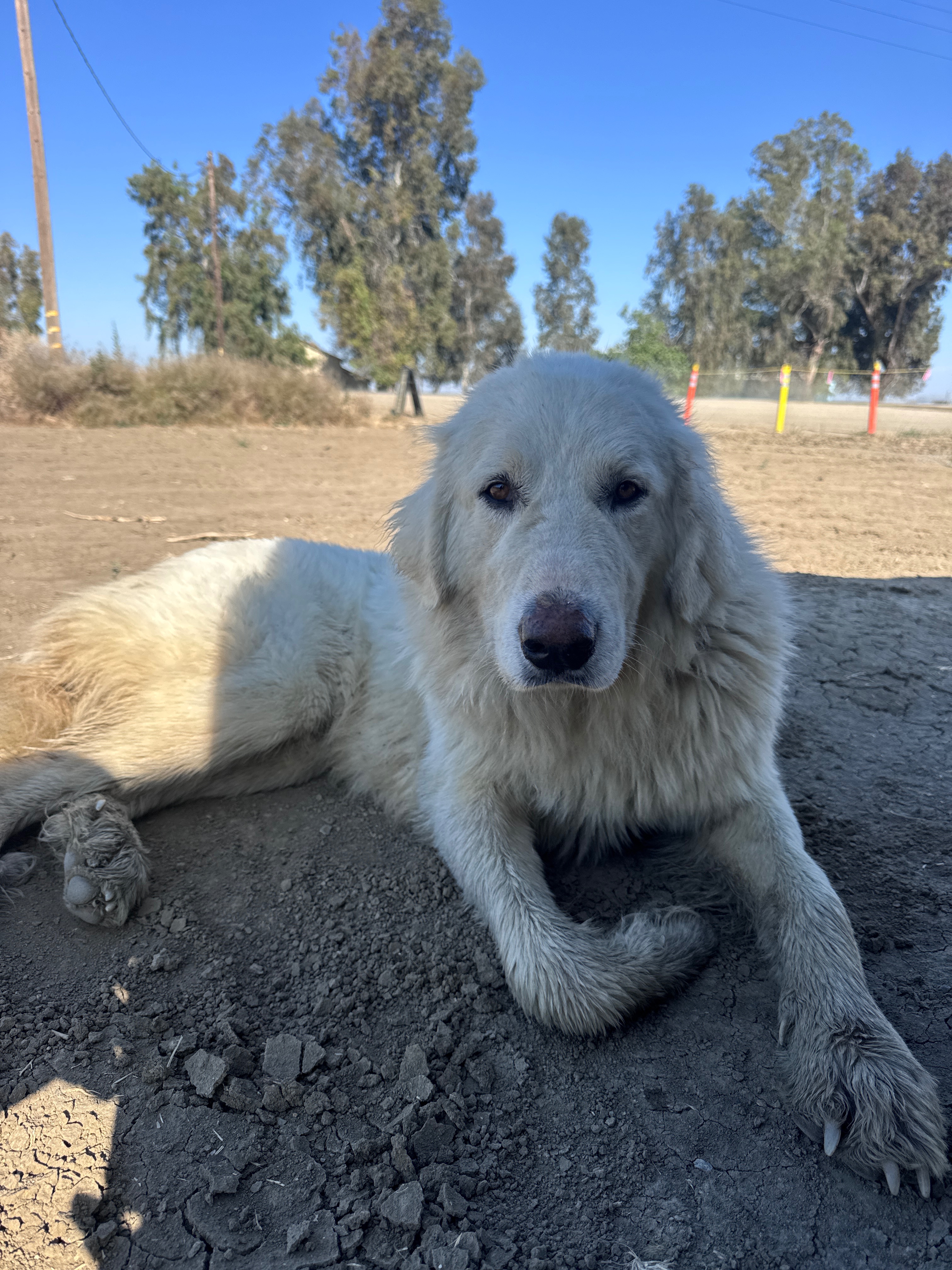 A Second Chance for the Sweet Stray in Cantua Creek campaign photo, 2 of 8