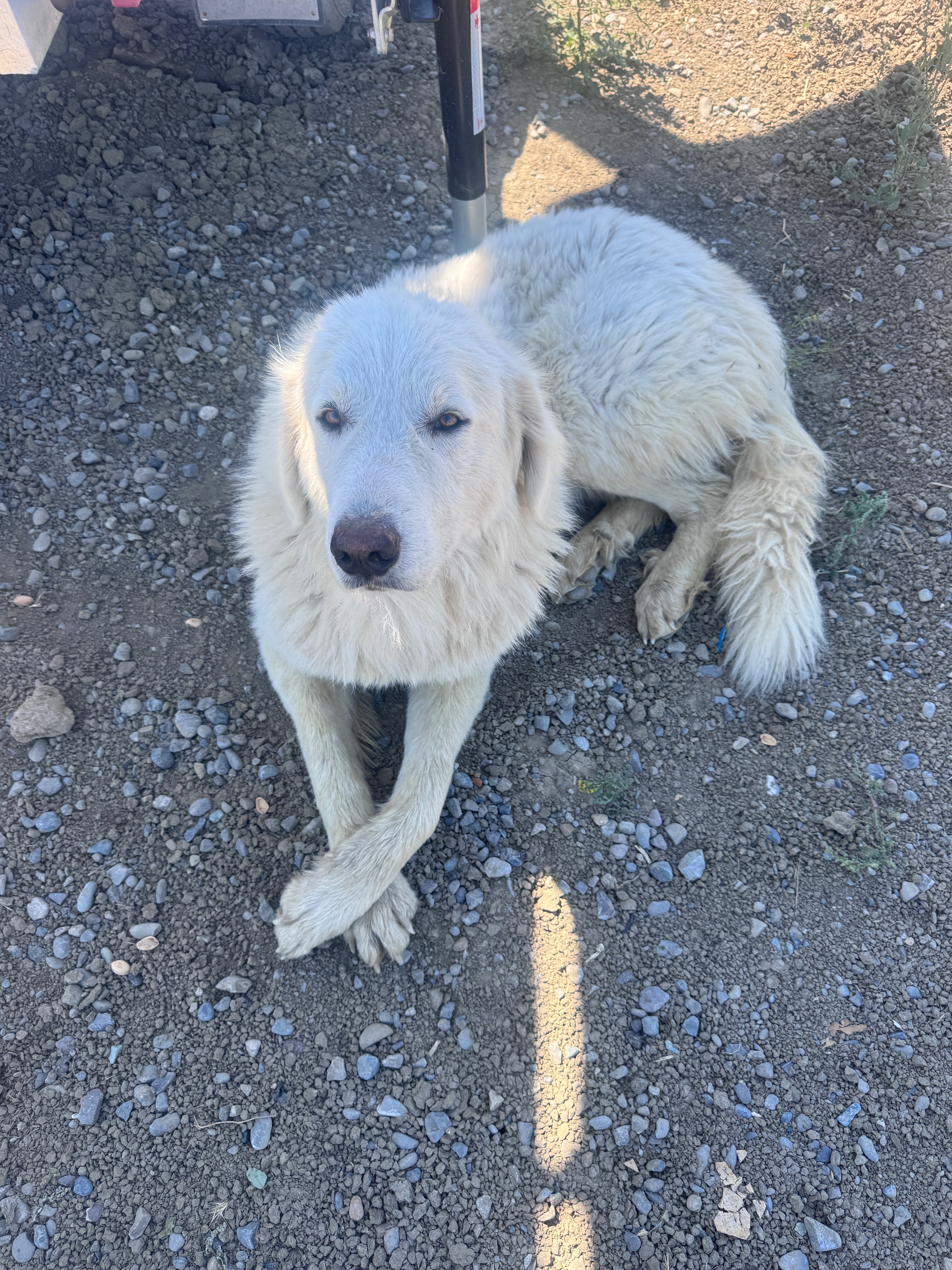 A Second Chance for the Sweet Stray in Cantua Creek campaign photo, 4 of 8